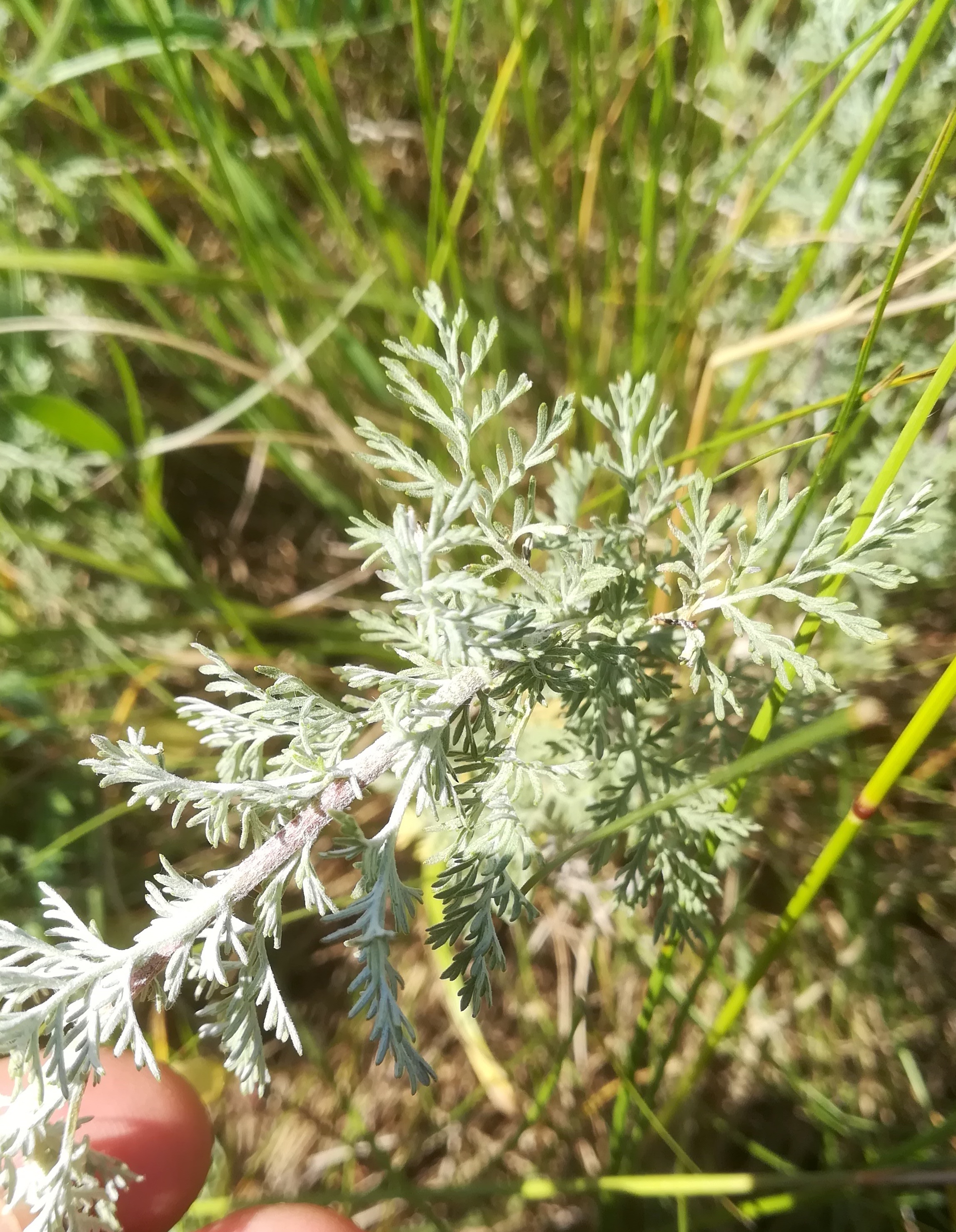 artemisia pontica ostbahn N bhf lanzendorf-rannersdorf_20210618_102149.jpg