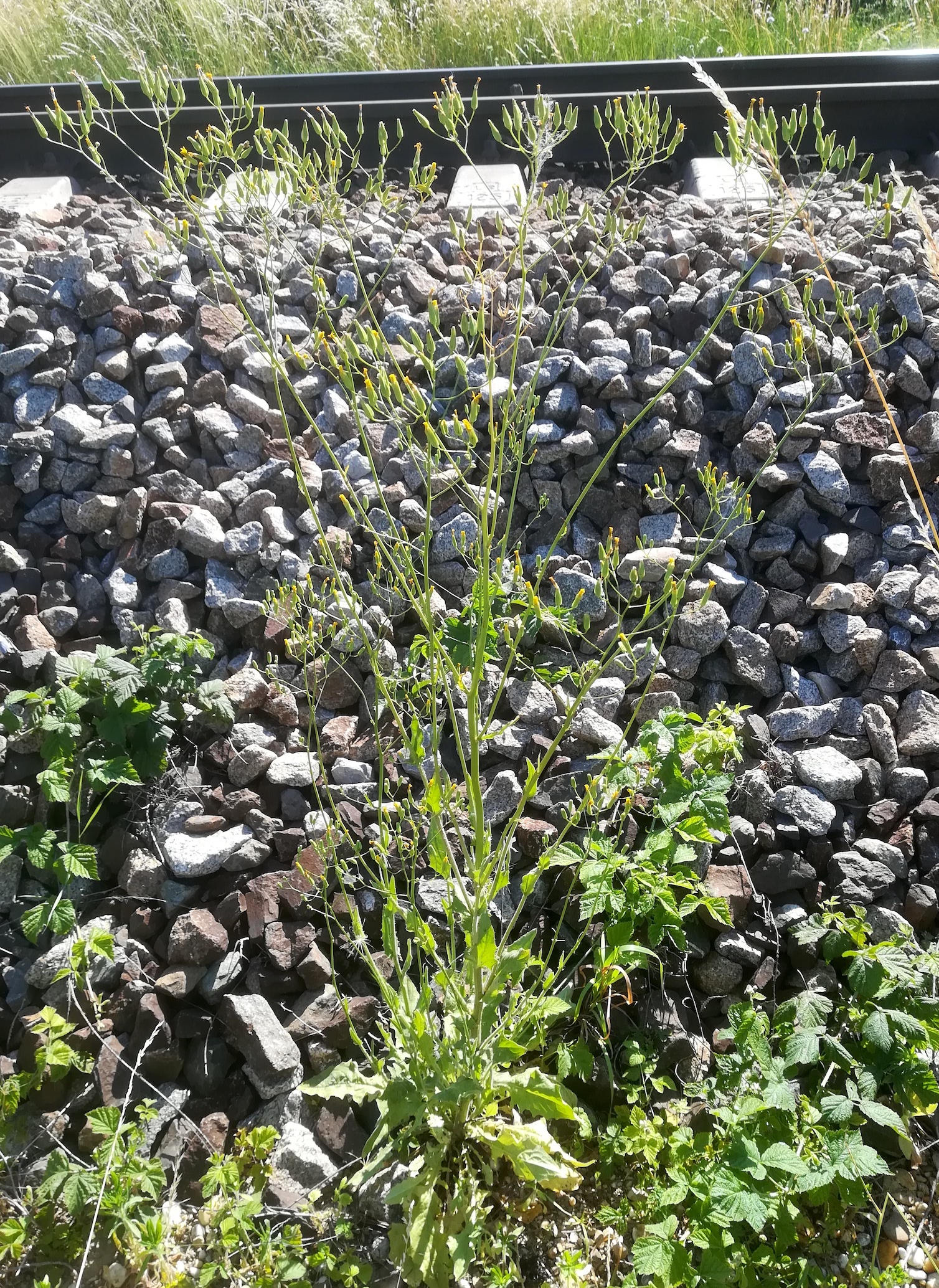 crepis pulchra ostbahn N bhf lanzendorf-rannersdorf_20210618_091802 Kopie.jpg