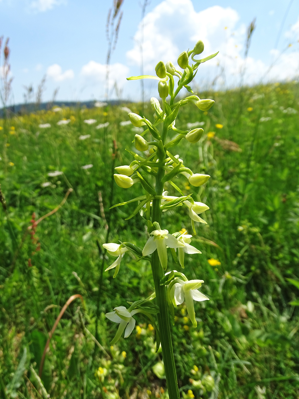 Platanthera bifolia_pack.jpg