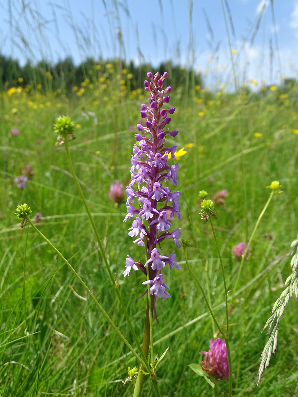 Gymnadenia conopsea_pack1.jpg