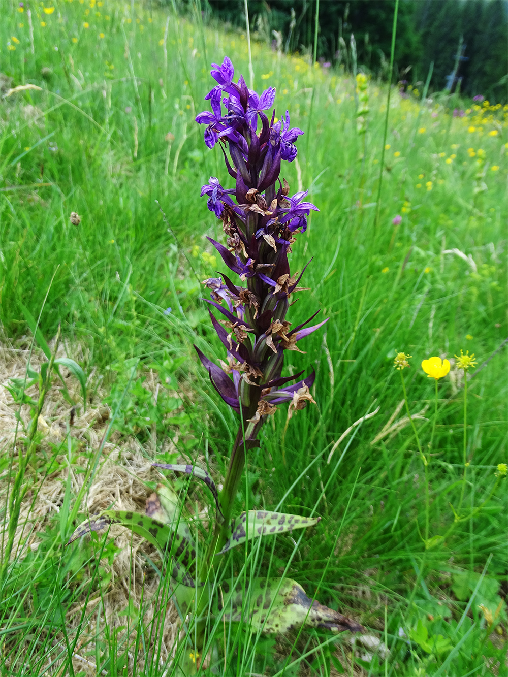 Dactylorhiza majalis_pack.jpg