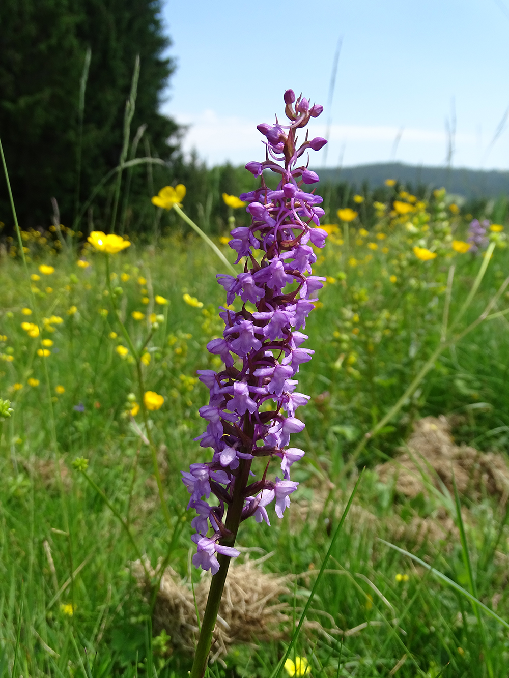 Gymnadenia conopsea_pack.jpg