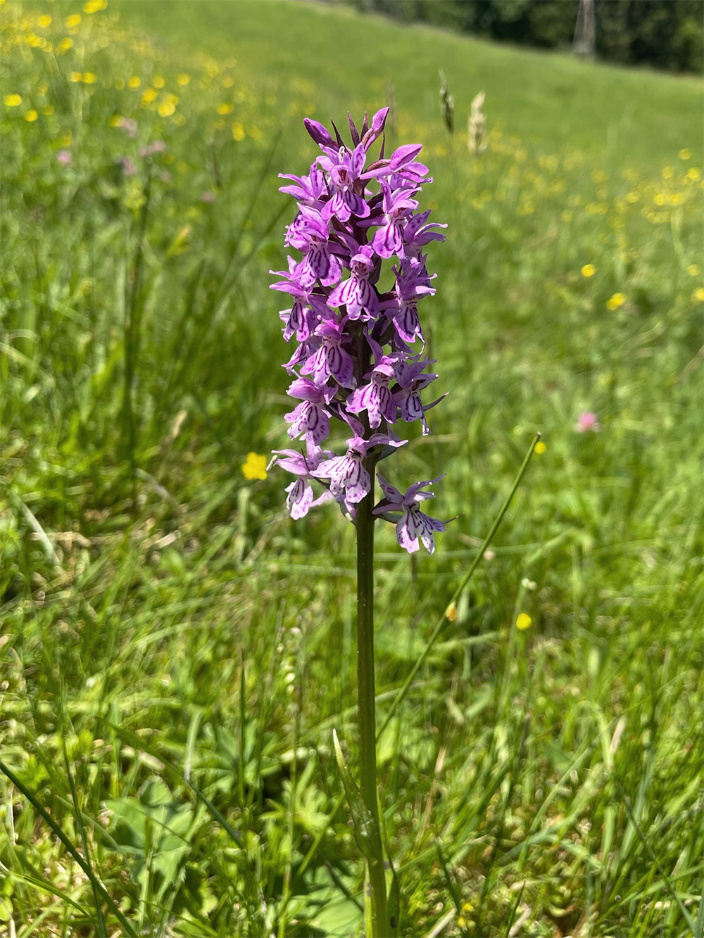 Dactylorhiza fuchsii_pack.jpg