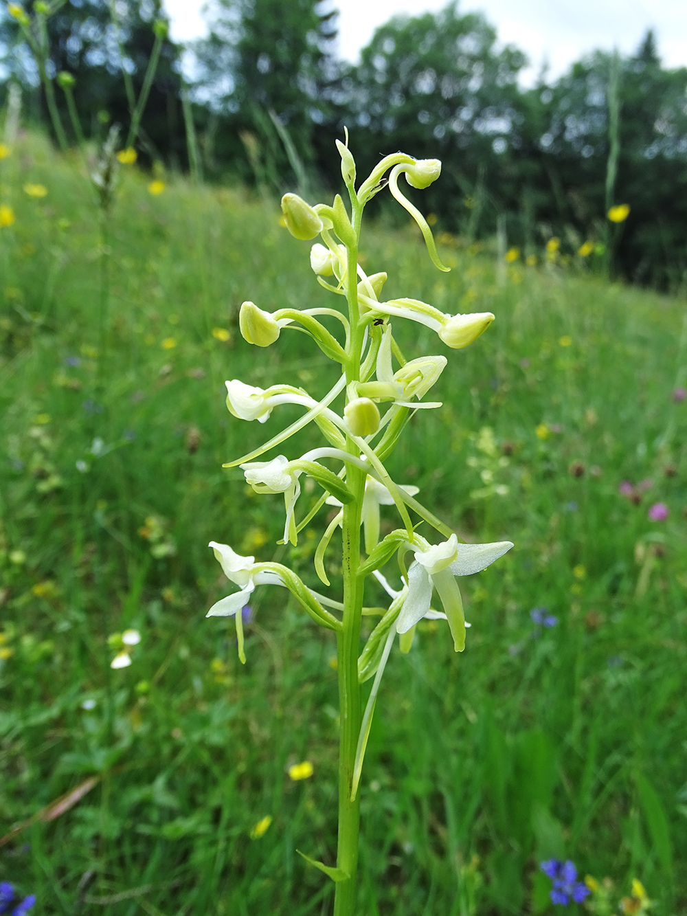 Platanthera bifolia_pack2.jpg