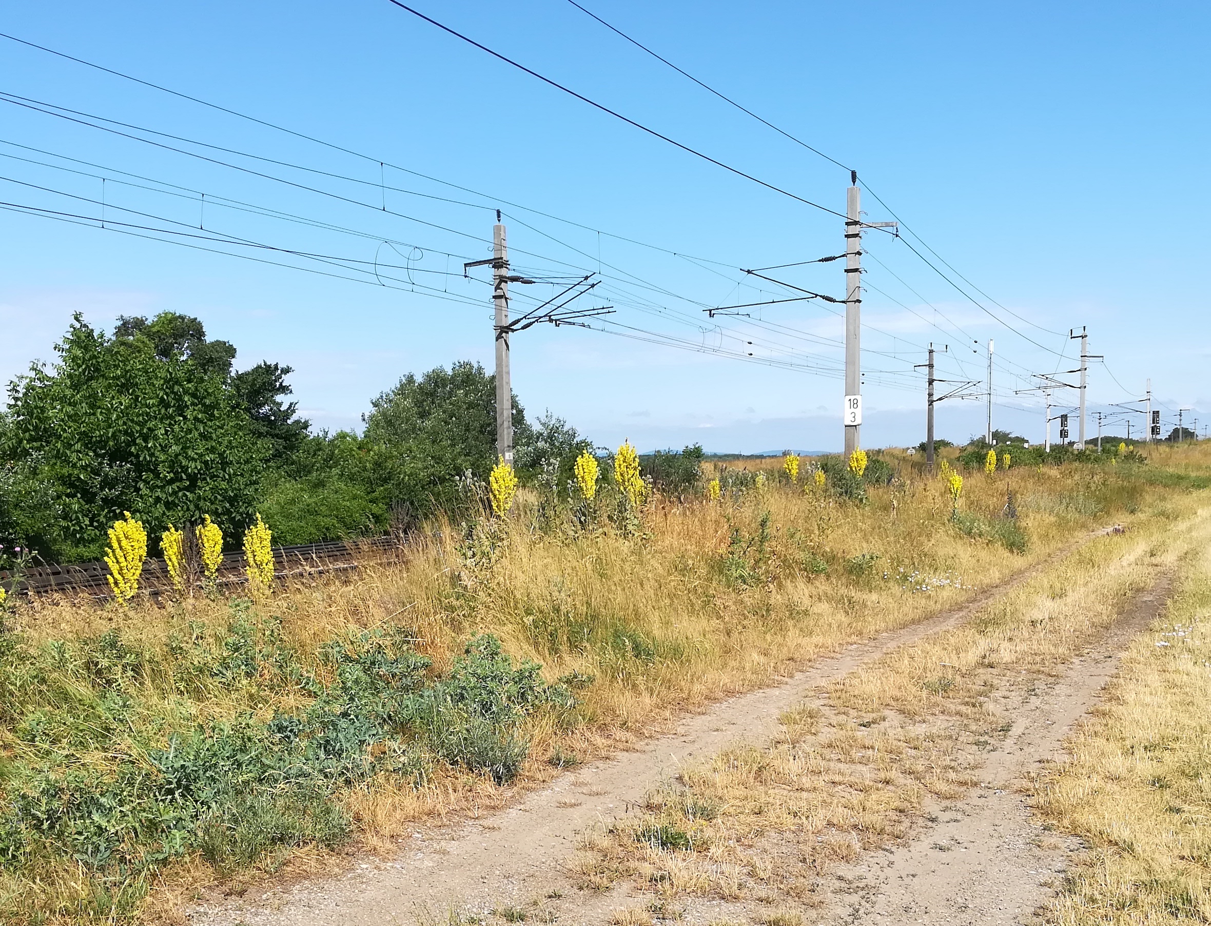 verbascum speciosum bahntrasse NW bhf gramatneusiedl_20210625_092247.jpg