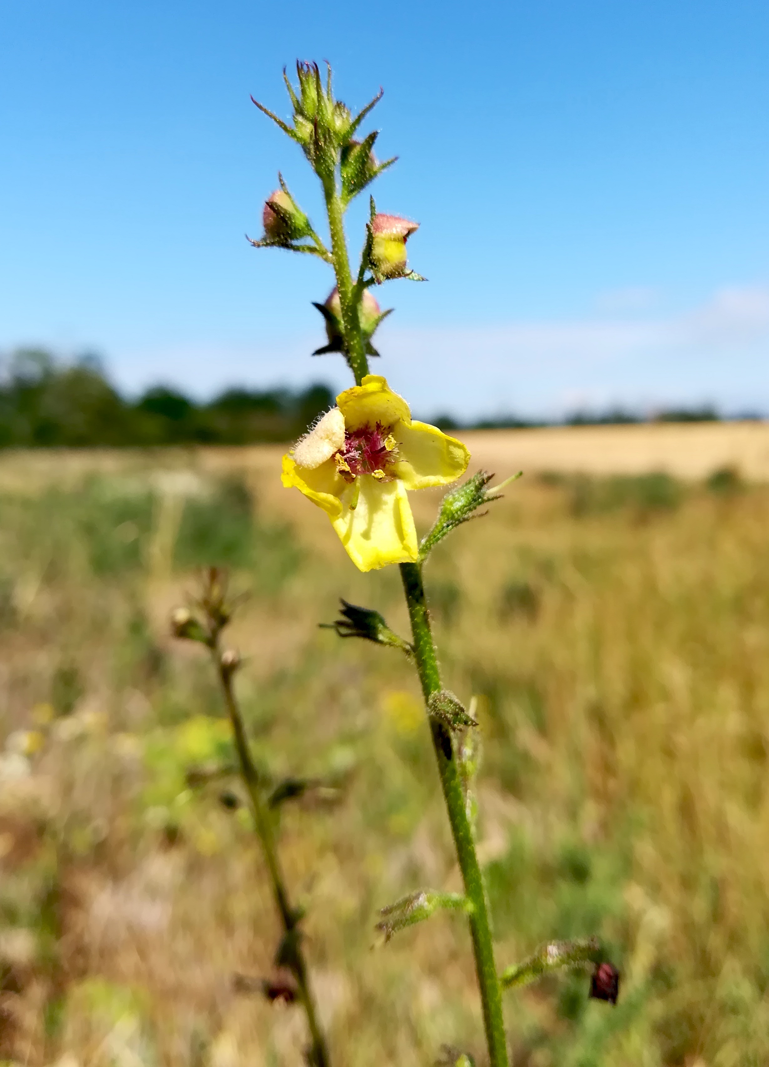 verbascum blattaria gebüsche S kuckuckberg NW ebergassing_20210625_094414.jpg