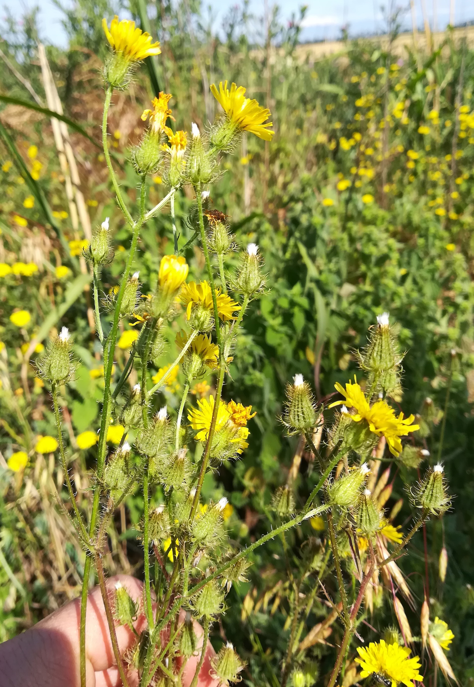 crepis setosa gebüsche S kuckuckberg NW ebergassing_20210625_094535.jpg