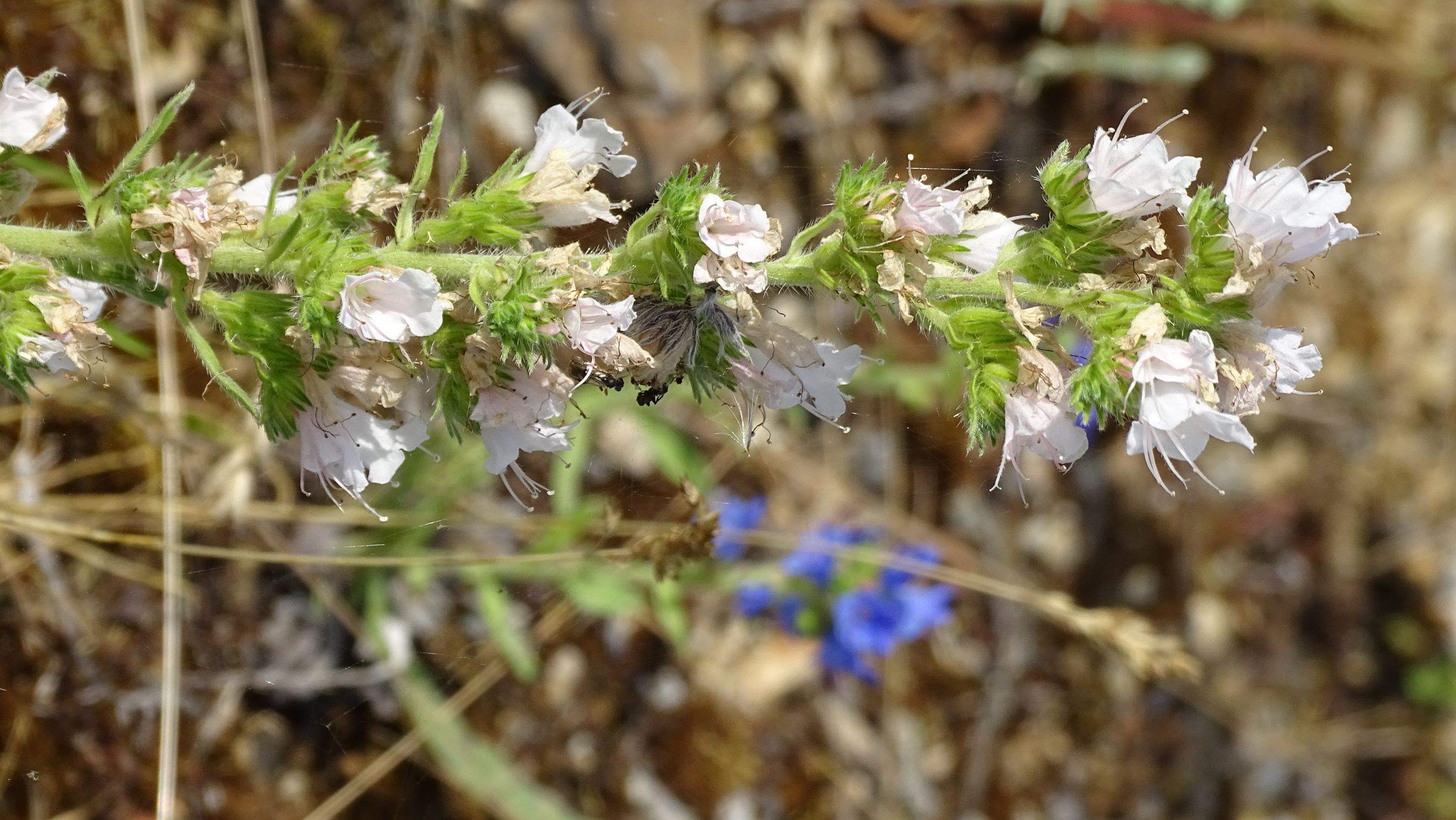 DSC00925 albino, echium vulgare, 2021-06-27, NO-waldviertel.JPG