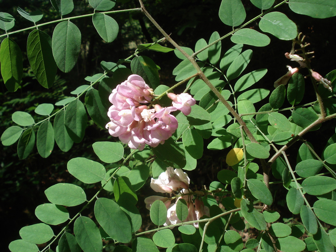 Robinia.viscosa.verw.St-Schwarzmannshofen.22.6.21.JPG