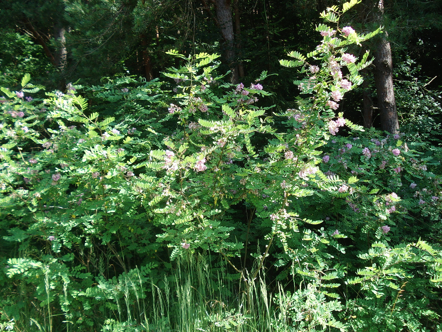 Robinia.viscosa.verw.St-Bad Blumau.22.6.21.JPG