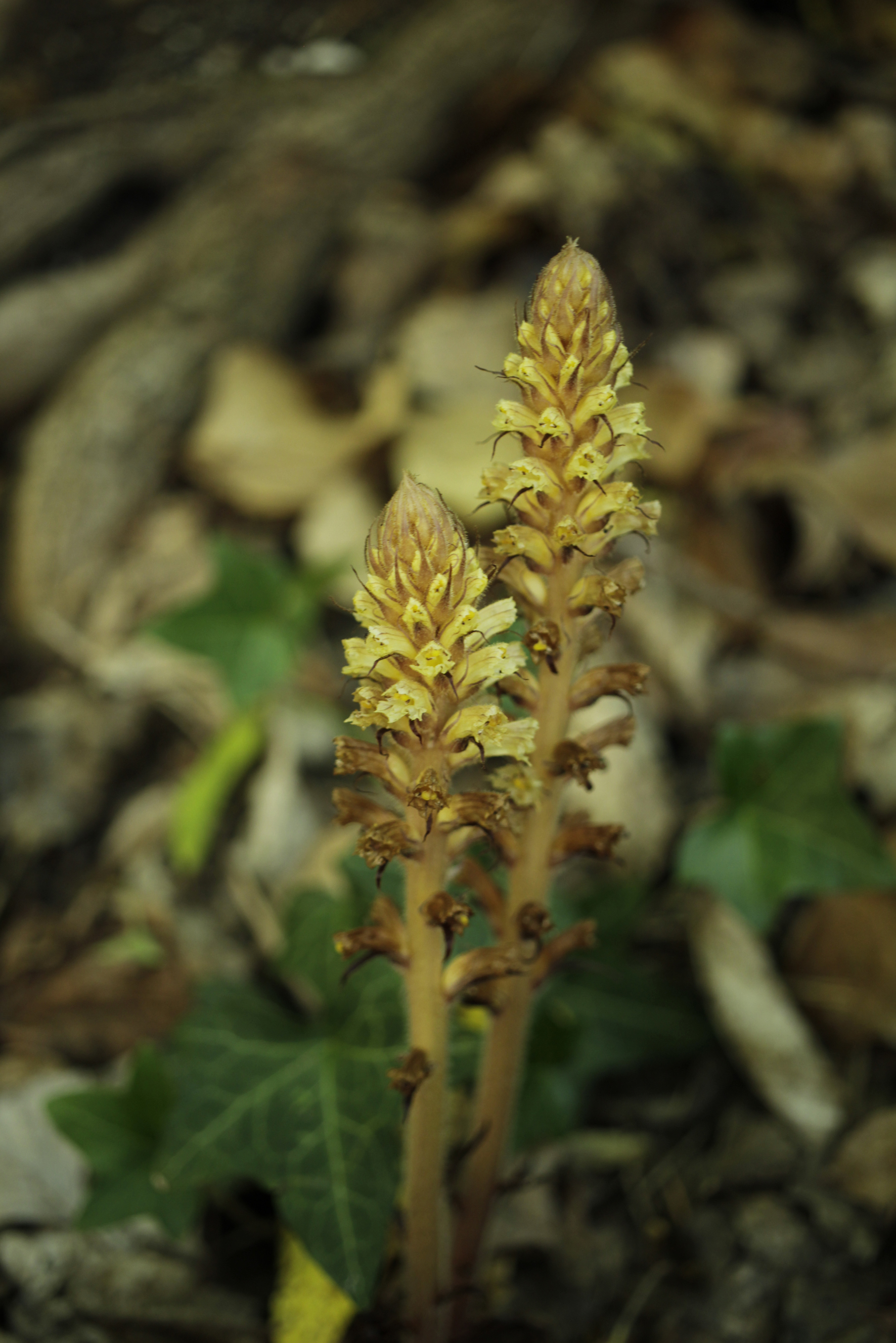 orobanche cf hederae kl 21-0092 (7).jpg