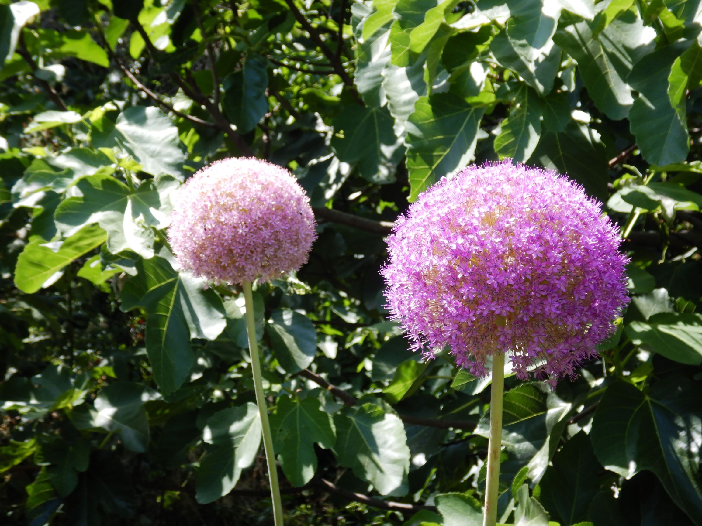 DSCN8988 allium giganteum, in garten verwildert, wien-22-biberhaufen, 2021-06-23.JPG