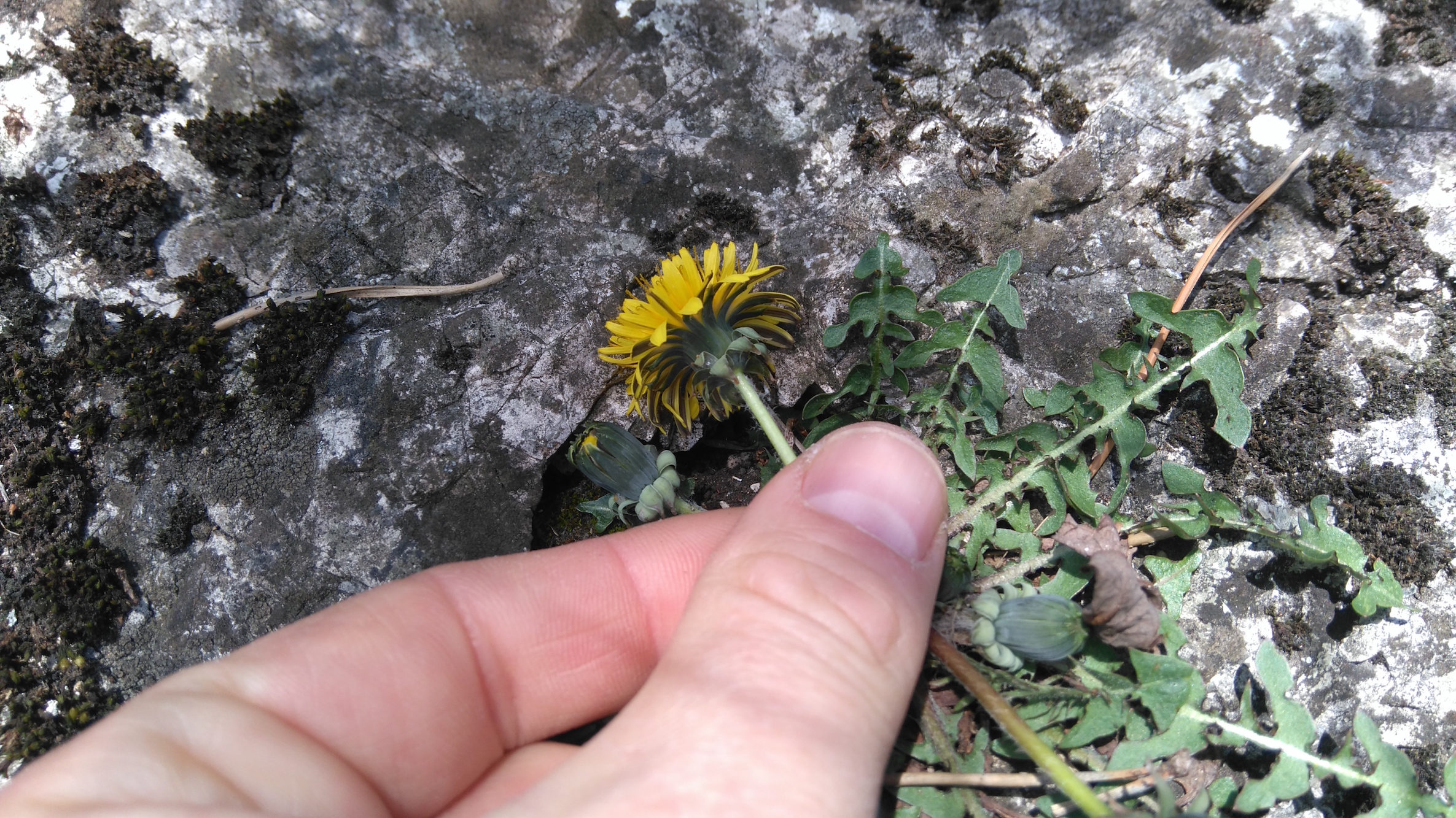 taraxacum cf. sect. erythrosperma_7751.JPG