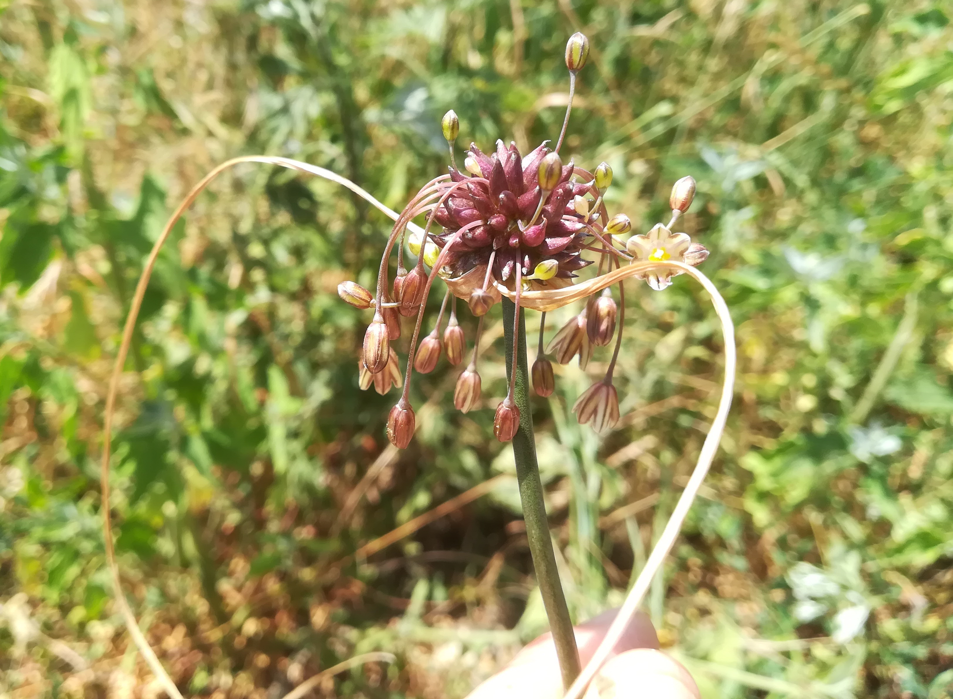 allium oleraceum lassee E bhf_20210701_120609.jpg