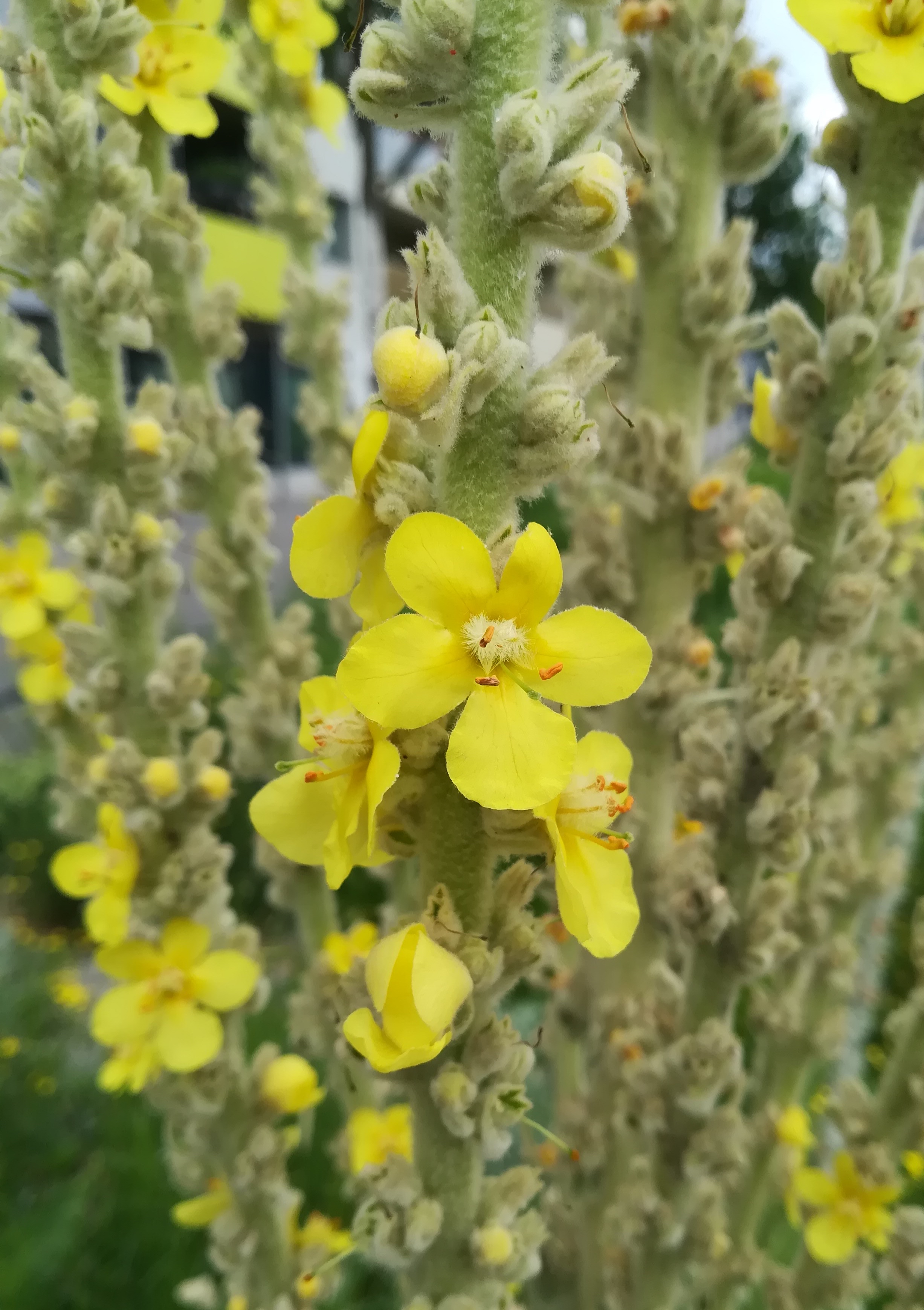 verbascum bombyciferum sonnwendviertel_20210702_093336.jpg