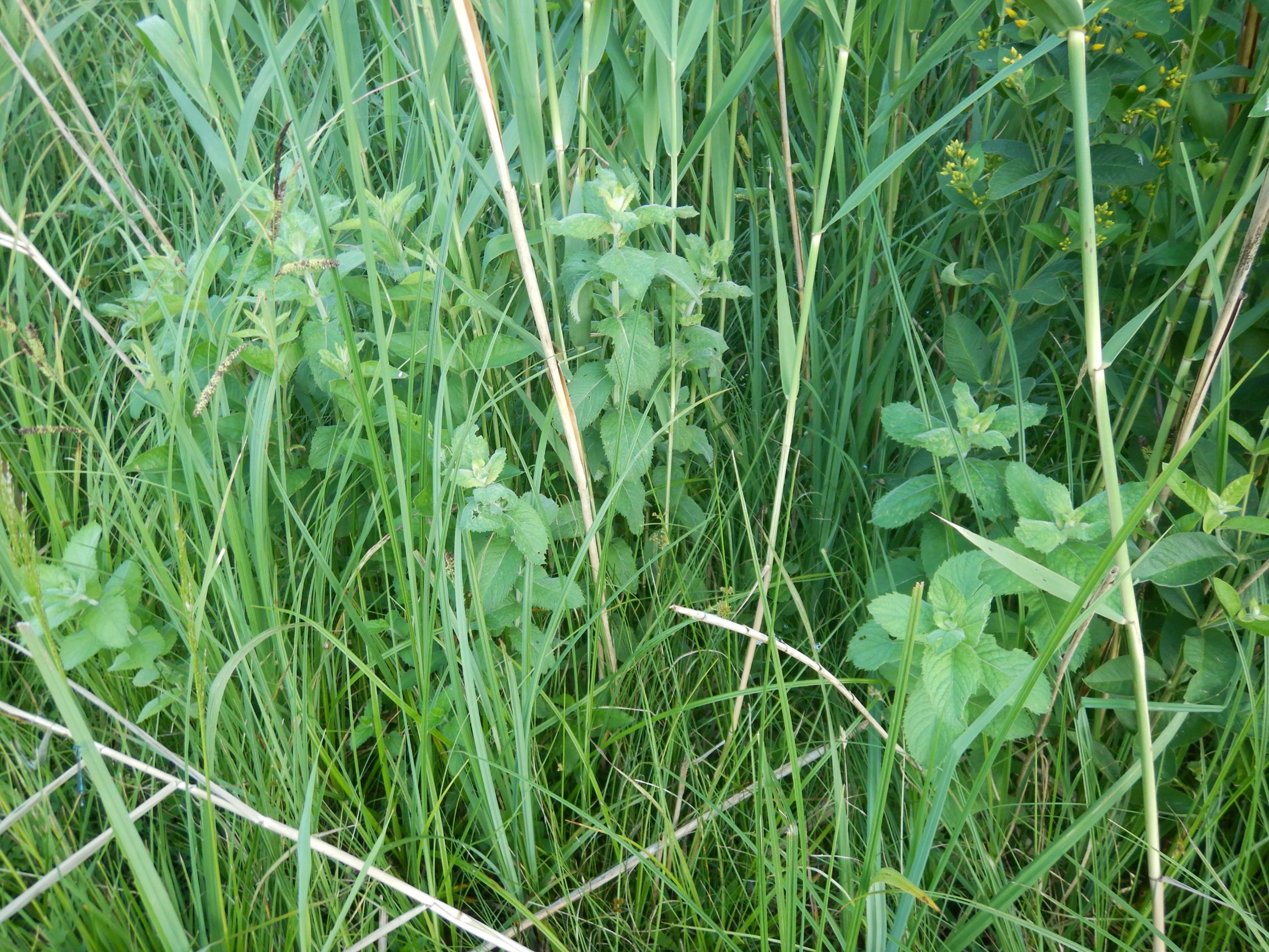 DSCN0037 mentha spicata agg., feldkirchen-poitschach, 2021-07-02.JPG