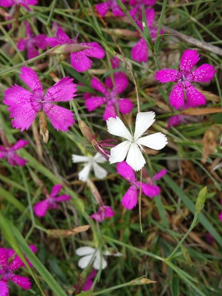 Dianthus deltoides Franzeneck weiß.JPG