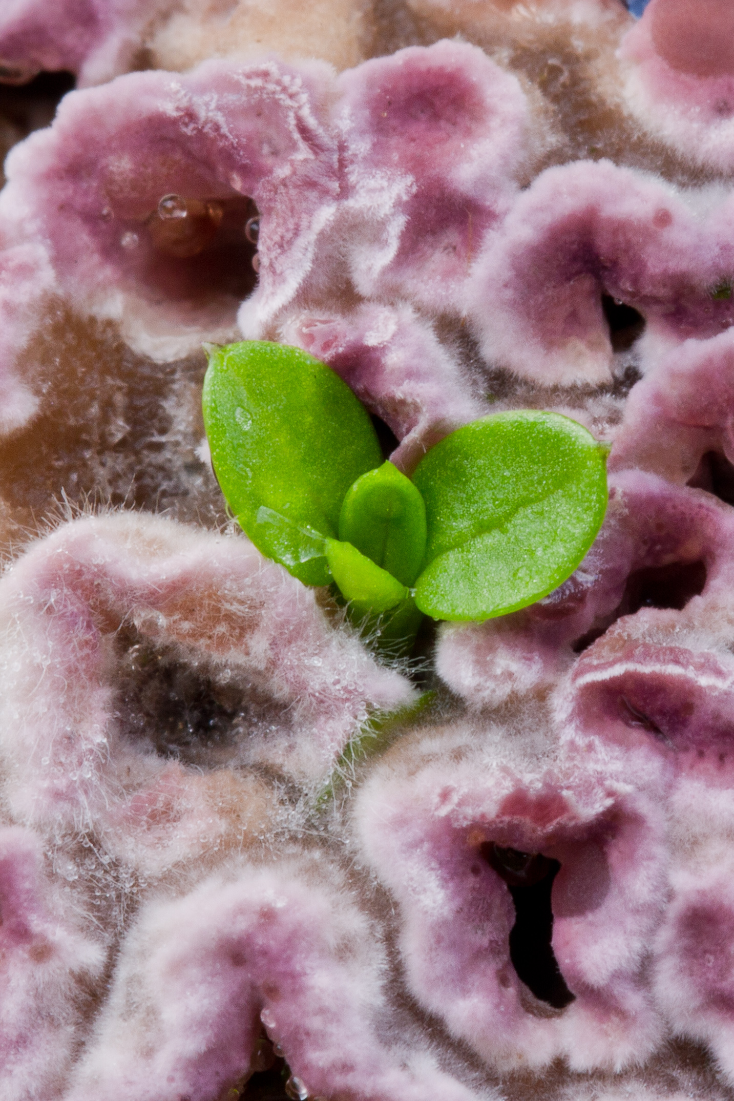 Stellaria media auf Chondrostereum purpureum 1.jpg