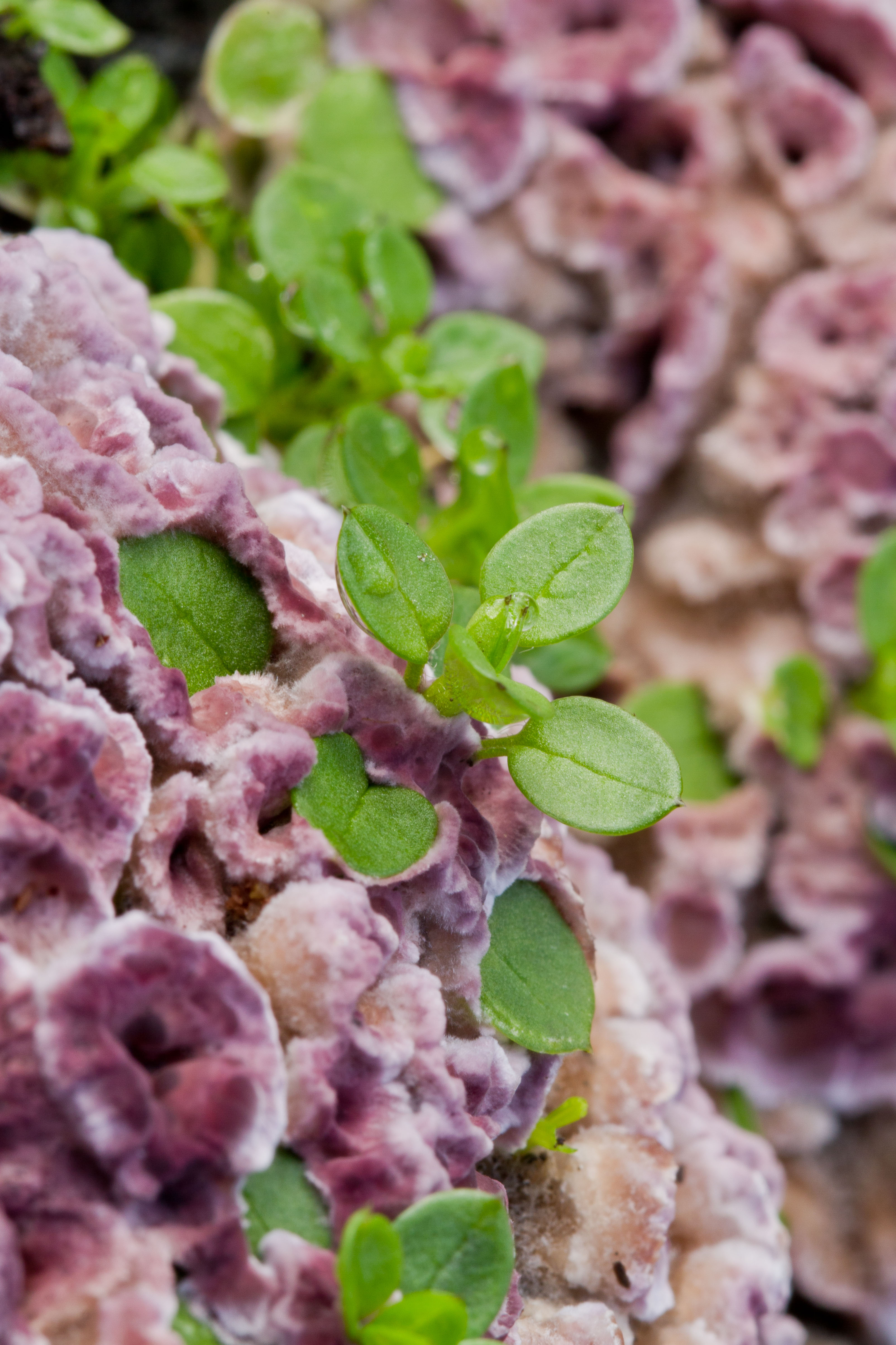 Stellaria media auf Chondrostereum purpureum 2.jpg