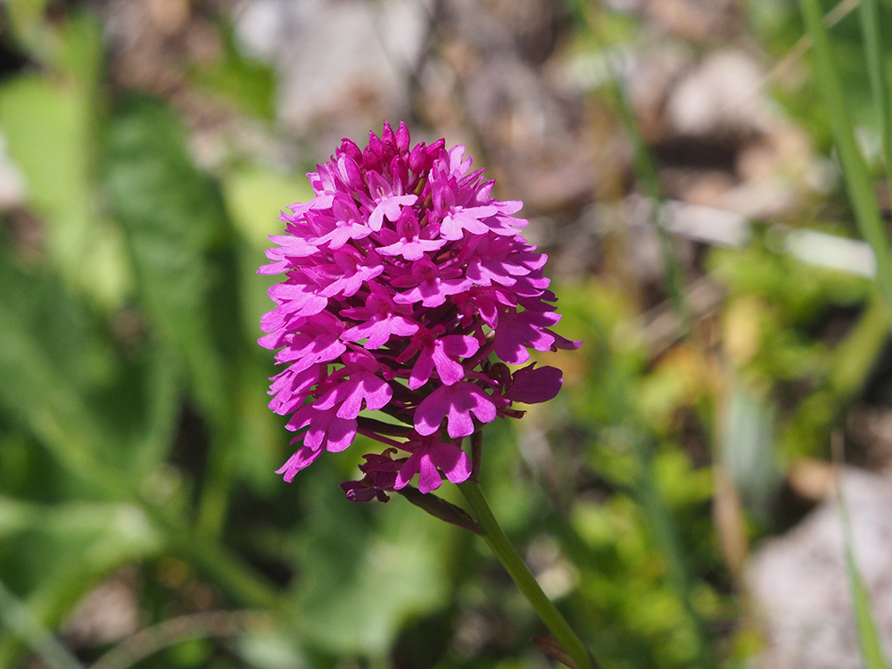 Anacamptis pyramidalis_aflenz.jpg