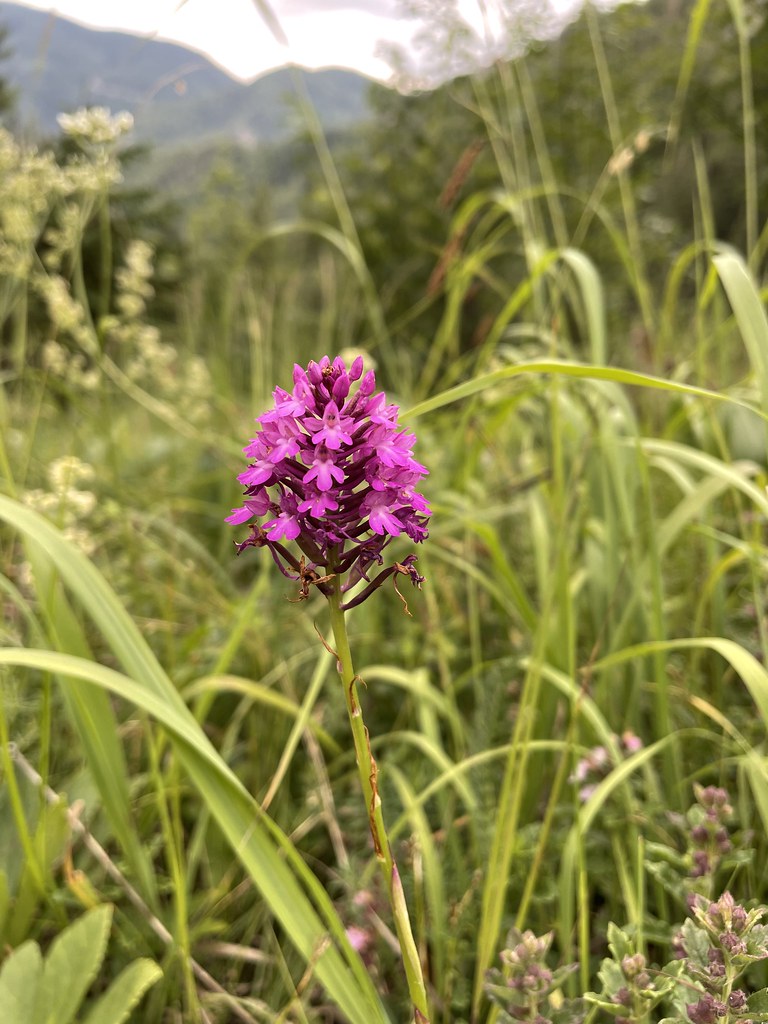 Anacamptis pyramidalis_foelzboden.jpg