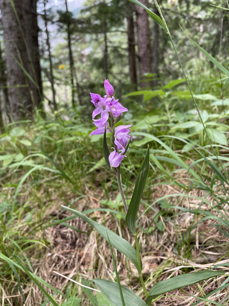 Cephalanthera rubra_foelzboden.jpg