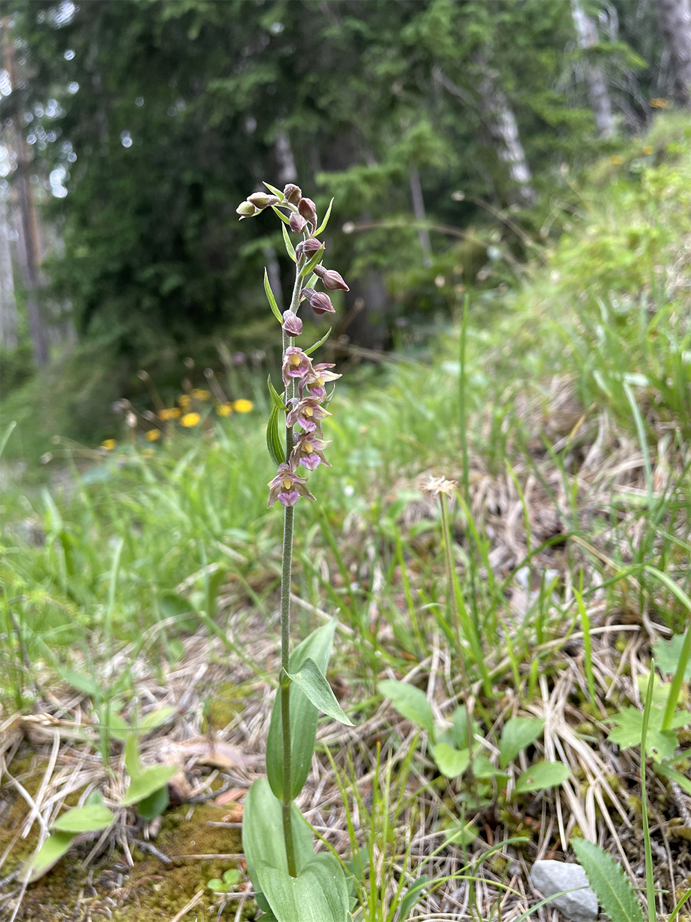 Epipactis atrorubens_foelzboden.jpg