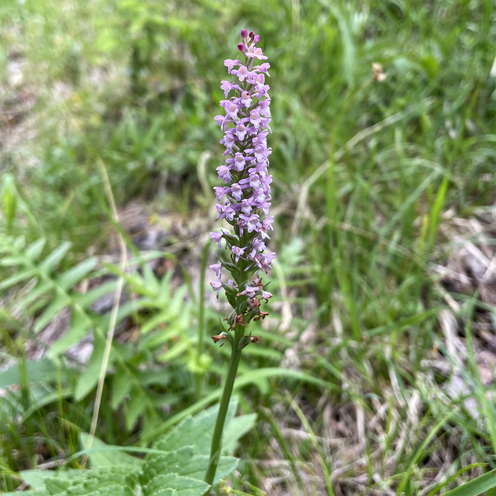 Gymnadenia odorata_foelzboden.jpg