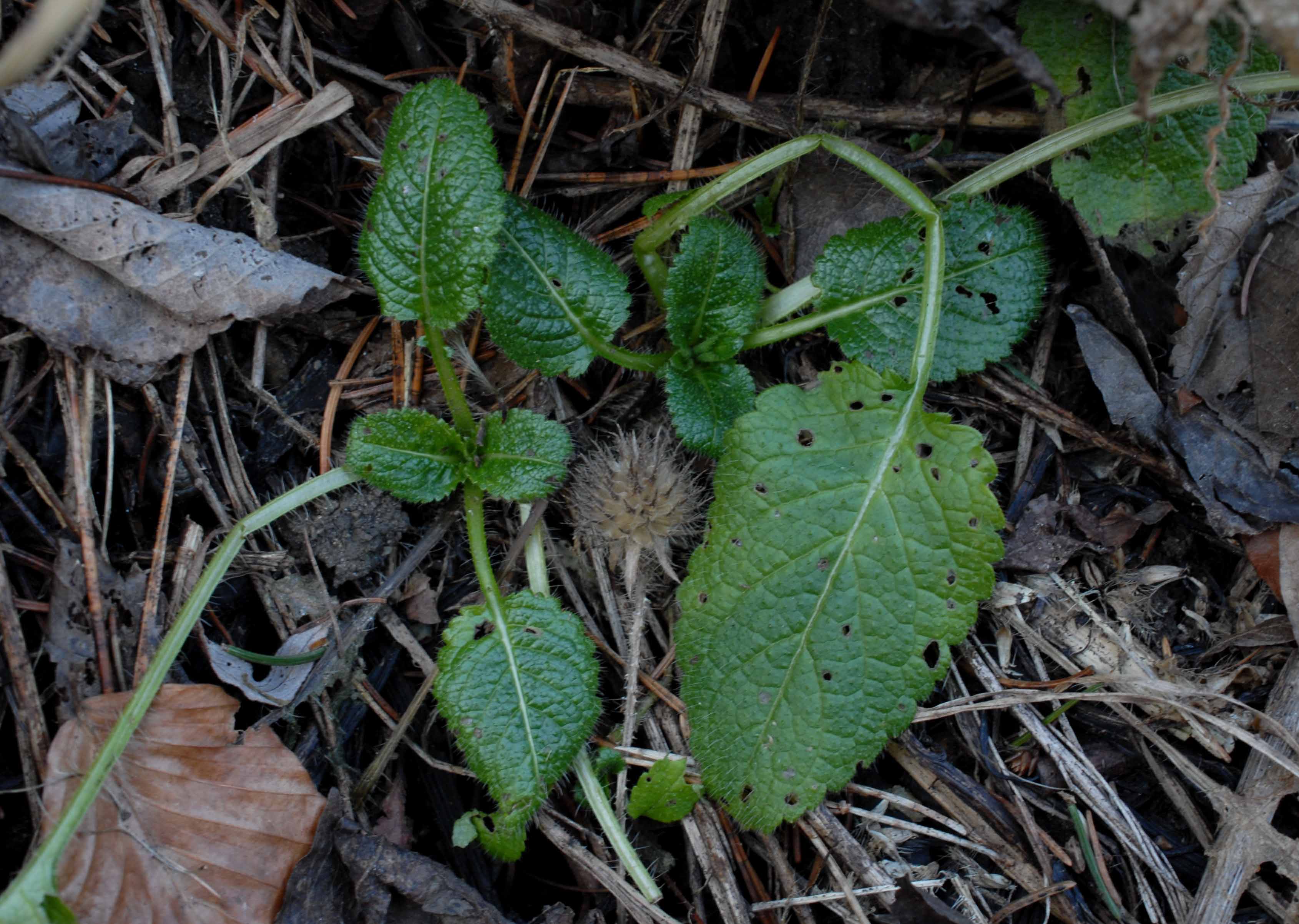 Dipsacus_pilosus_20180113001.jpg