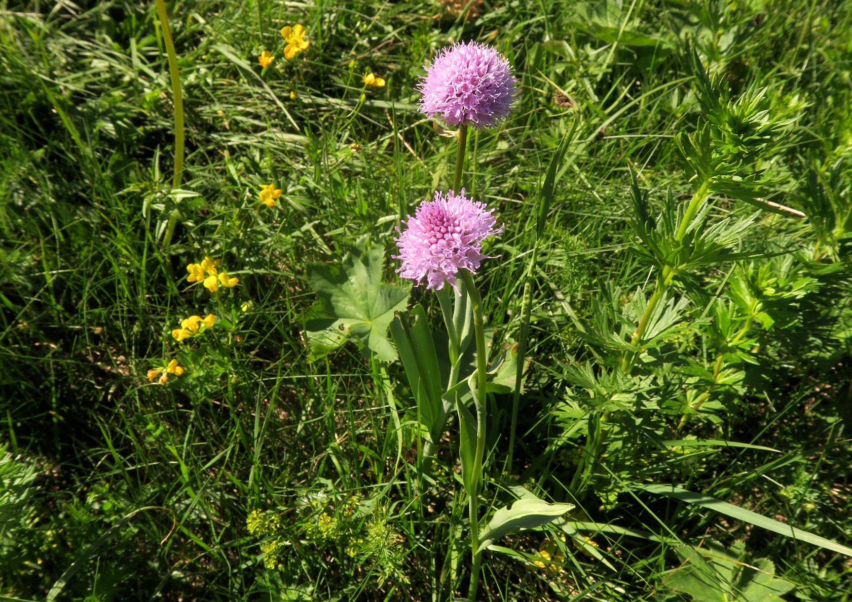 1 Traunsteinera globosa Kugelständel, Rax Wiesen nördl. Str. Ri Ottohaus 06.07.2021 C5X (17).JPG