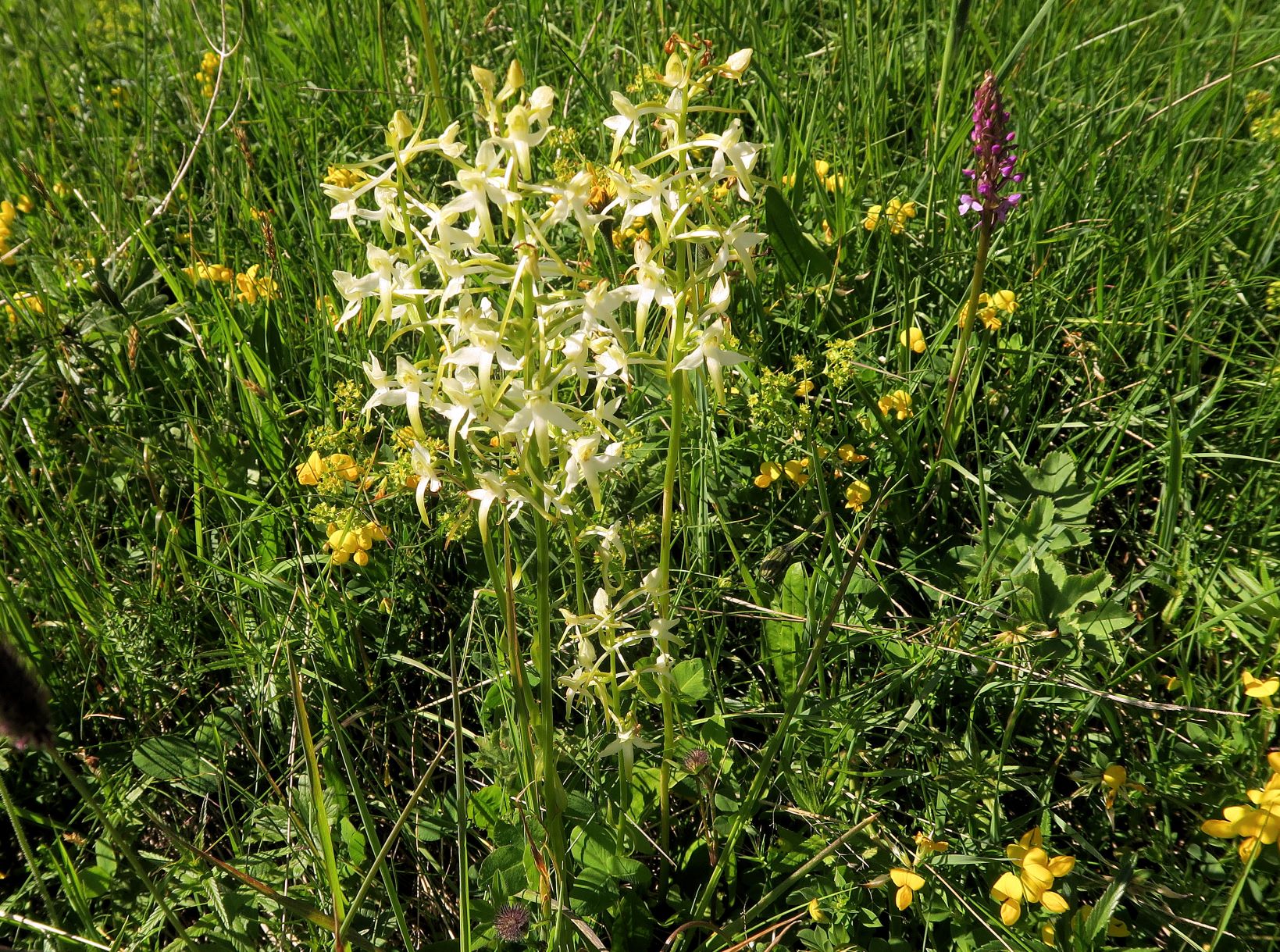 2 Platanthera bbifolia Zweiblättrige Waldhyazinthe, nördl. Wiesen neben Str. Ri Ottohaus 06.07.2021 C5X (3).JPG