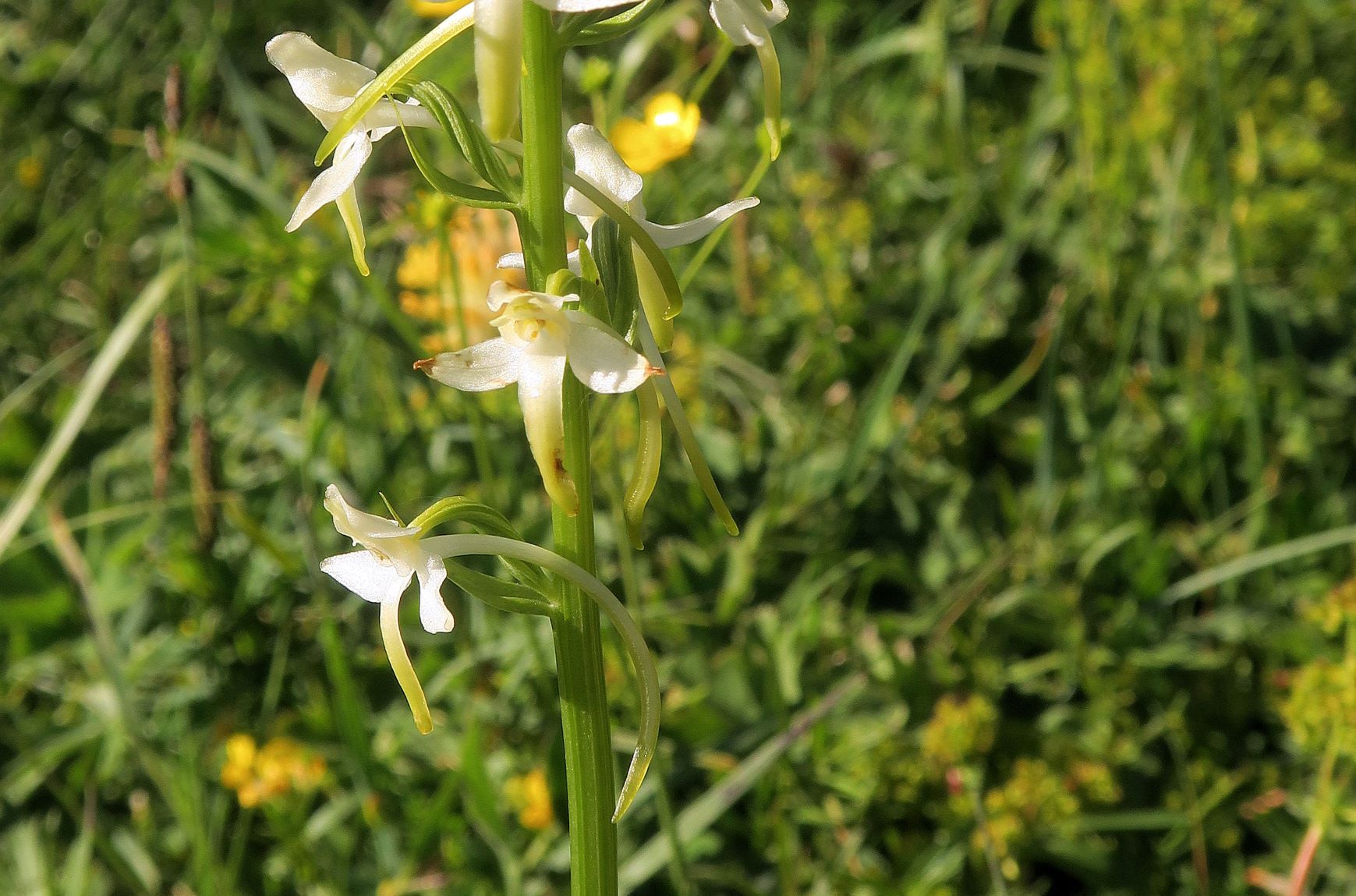 2 Platanthera bbifolia Zweiblättrige Waldhyazinthe, nördl. Wiesen neben Str. Ri Ottohaus 06.07.2021 C5X (4).JPG