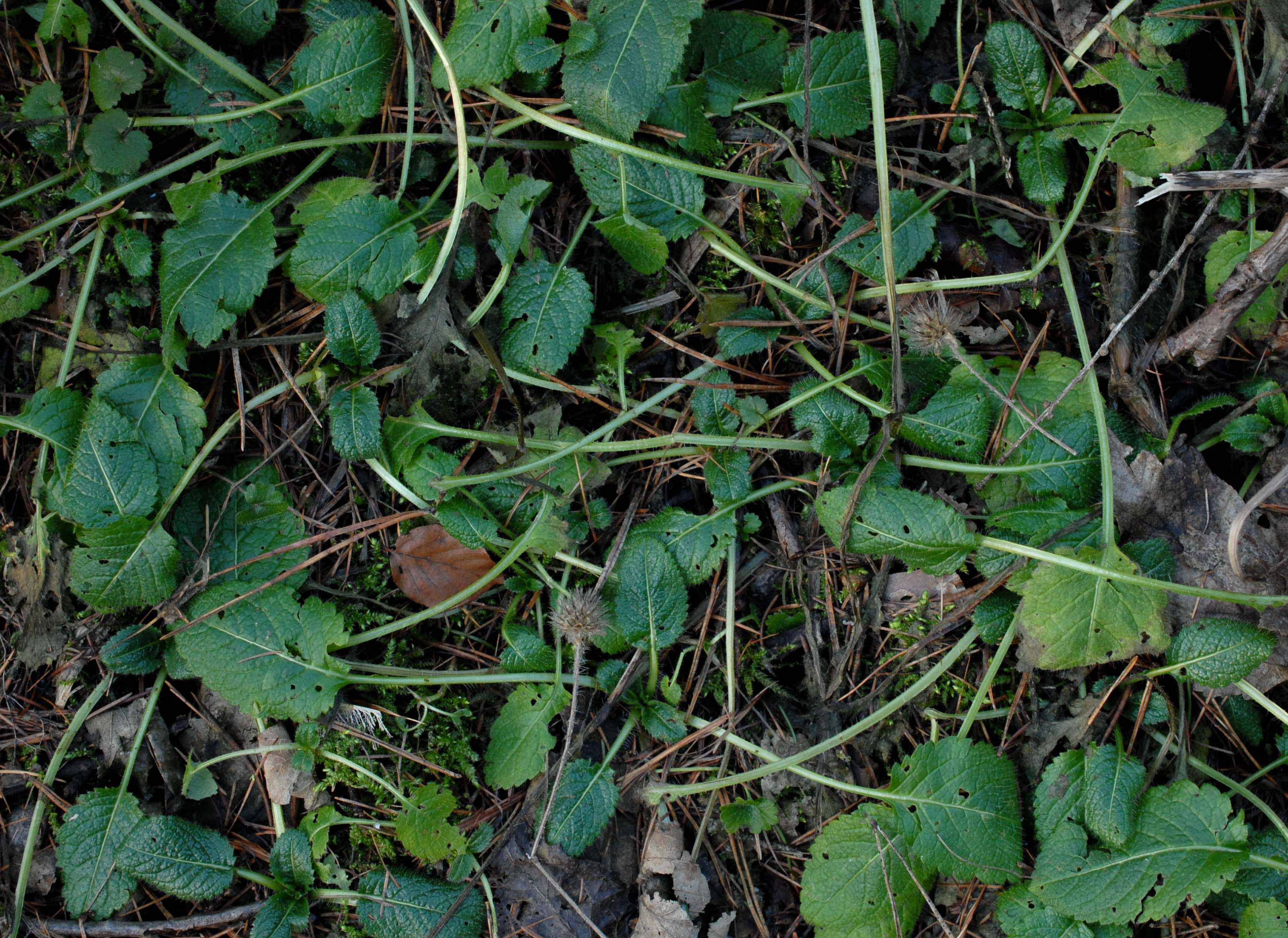 Dipsacus_pilosus_20180113003.jpg