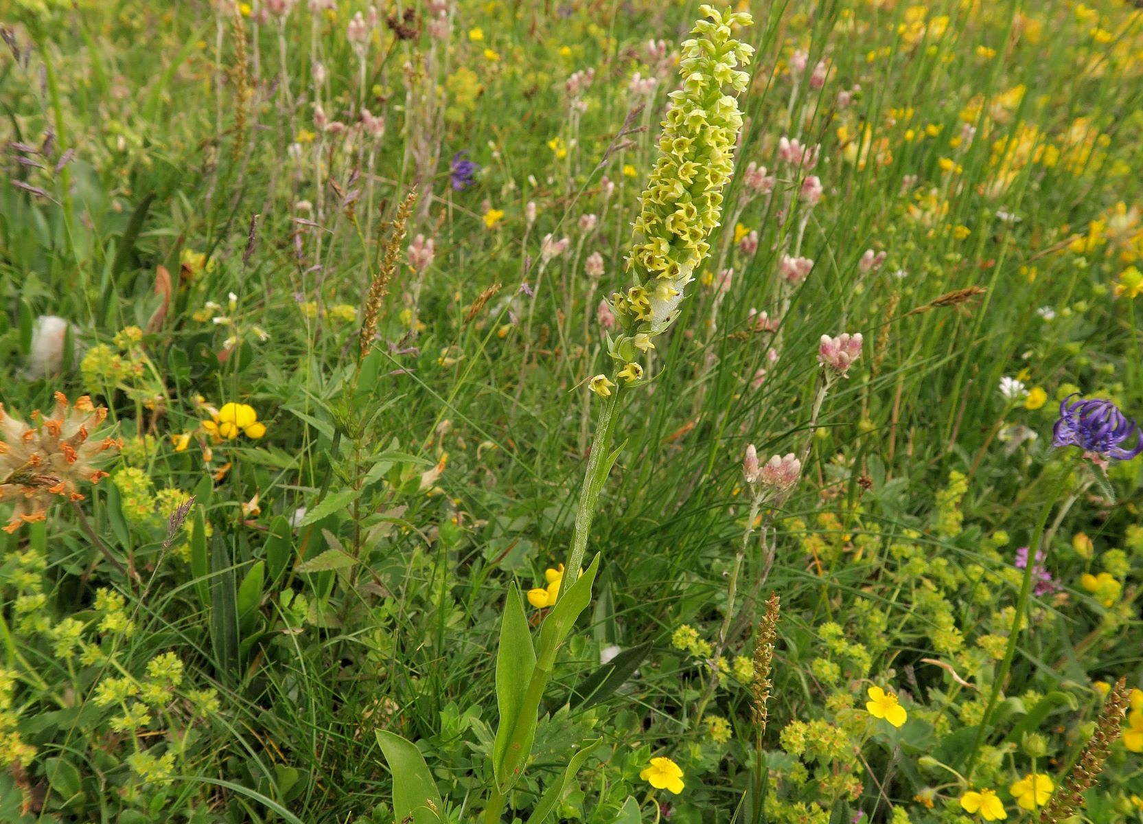 3 Pseudorchis albida Weißzüngel, Rax Krummholzsaum von Edelweißwiese nördl. Praterstern 07.07.2021 C5X (2).JPG