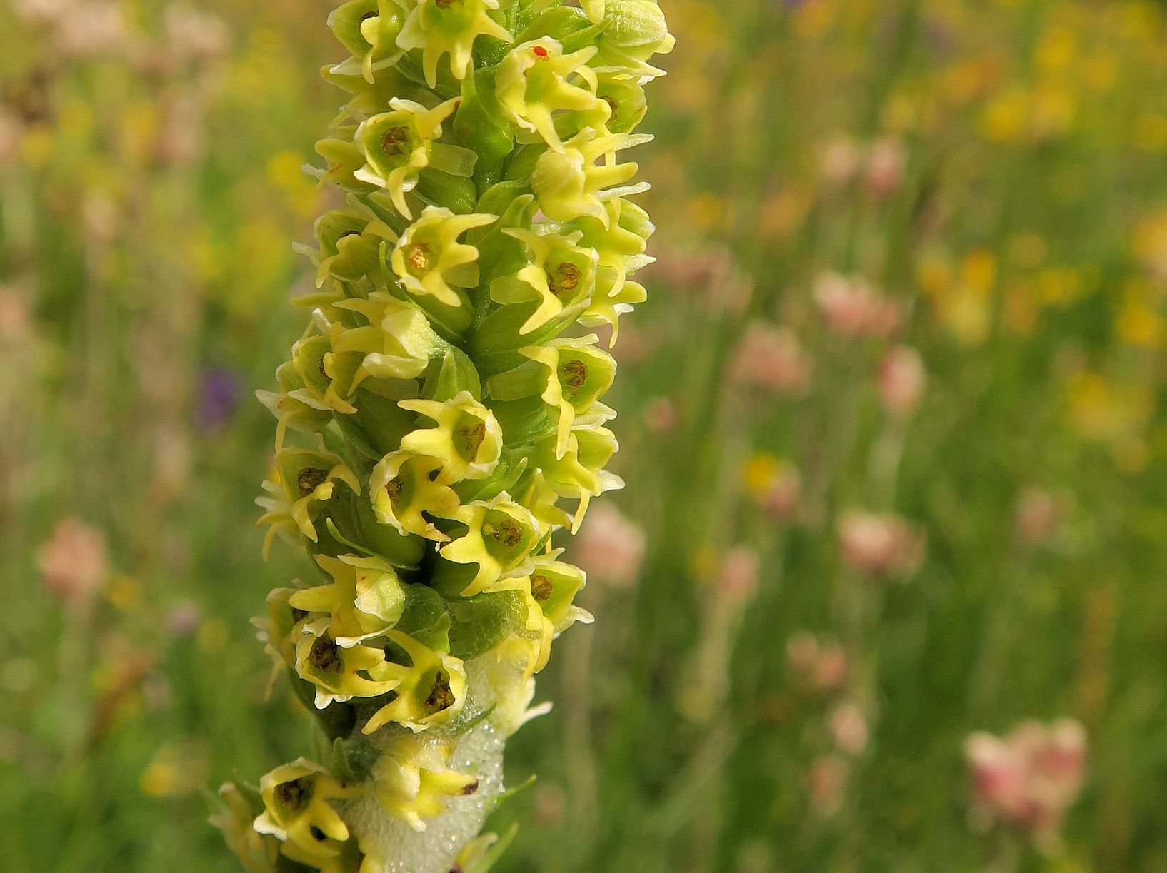 3 Pseudorchis albida Weißzüngel, Rax Krummholzsaum von Edelweißwiese nördl. Praterstern 07.07.2021 C5X (3).JPG