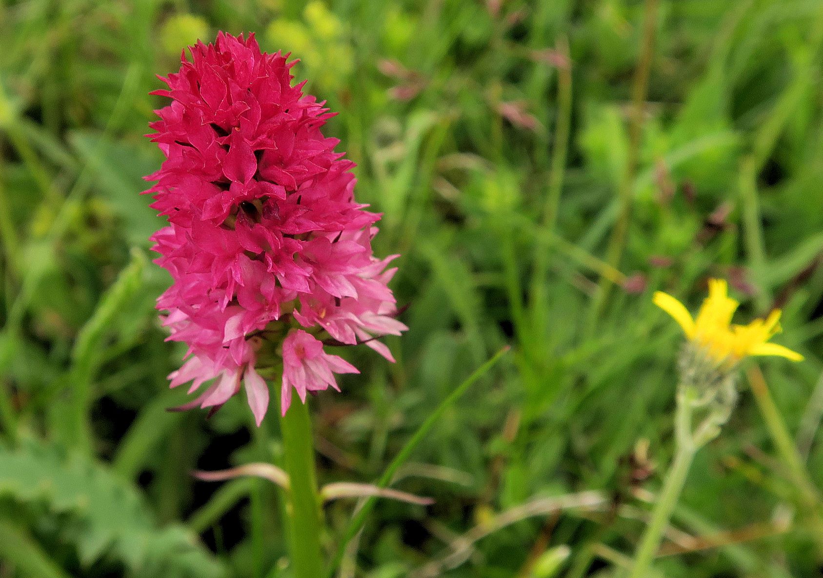 4 Nigritella miniata) Rot)-Kohlröschen, Rax Krummholzsaum östl. Rd der Senke vor Ottohaus 07.07.2021 C5X  (7).JPG