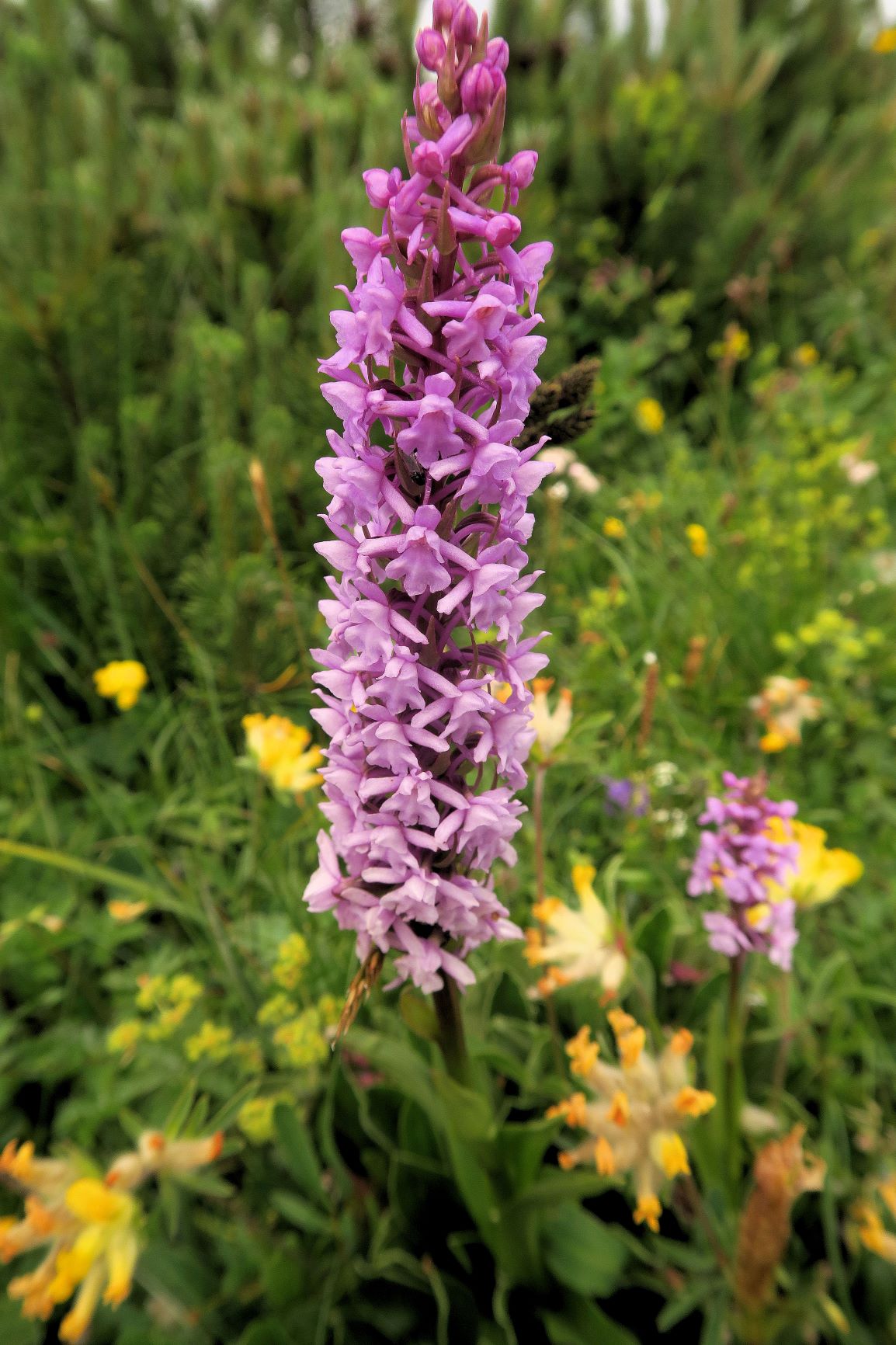 5 Gymnadenia conopsea Mücken-Händelwurz, Rax nördl. Praterstern Edelweißwiese Krummholzsaum 07.07.2021 C5X (1).JPG