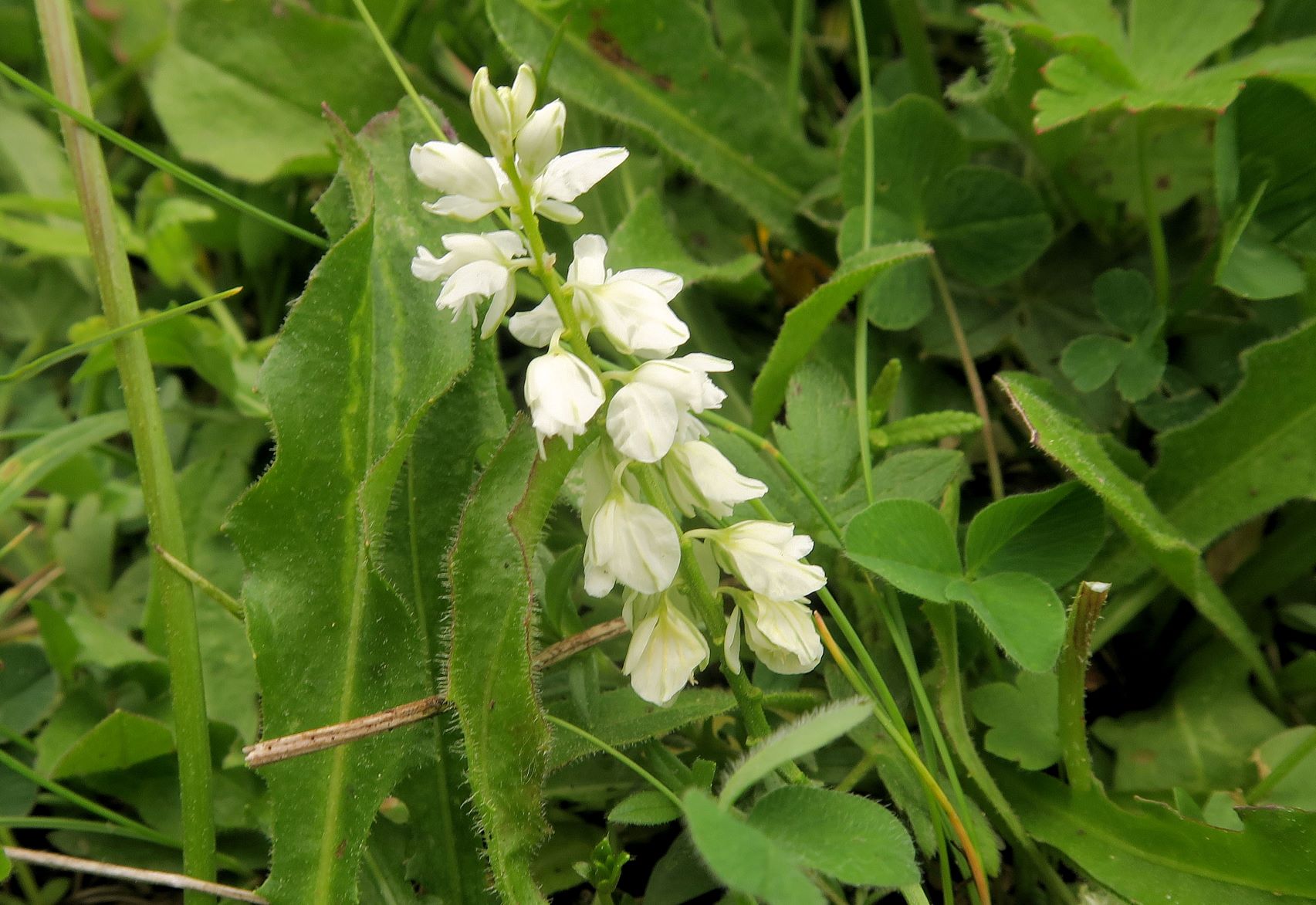 Polygala amara Bitter-Kreuzblume weiß blühend, WegRd vom Höllentalblick 07.07.2021 C5X (3).JPG