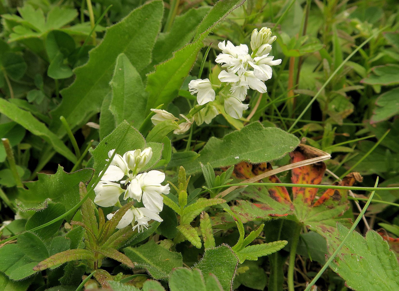 Polygala amara Bitter-Kreuzblume weiß blühend, WegRd vom Höllentalblick 07.07.2021 C5X (2).JPG