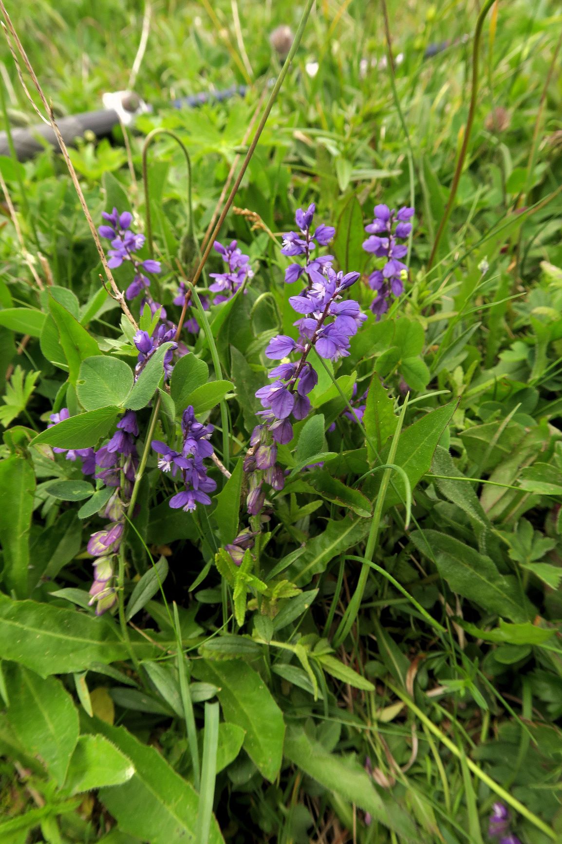 Polygala amara Bitter-Kreuzblume, WegRd vom Höllentalblick 07.07.2021 C5X.JPG