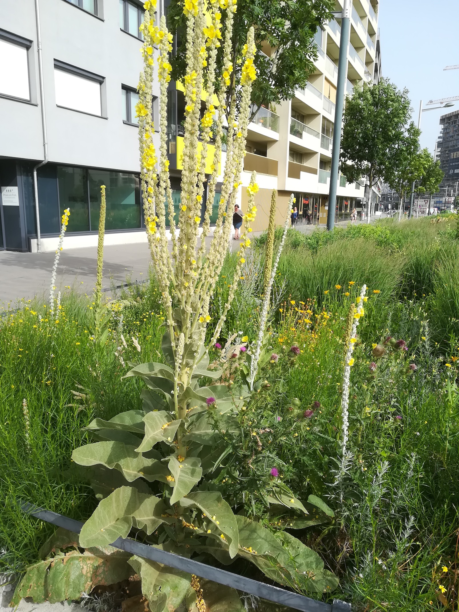 verbascum phlomoides und bombyciferum syntop sonnwendviertel_20210713_085510.jpg