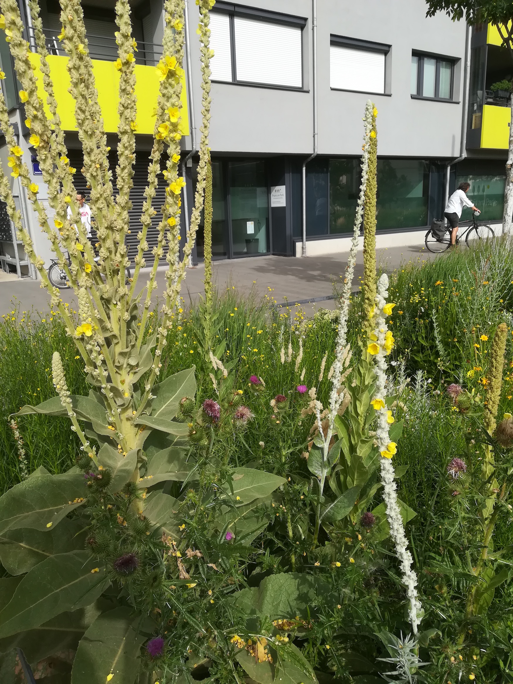 verbascum phlomoides und bombyciferum syntop sonnwendviertel_20210713_085537.jpg