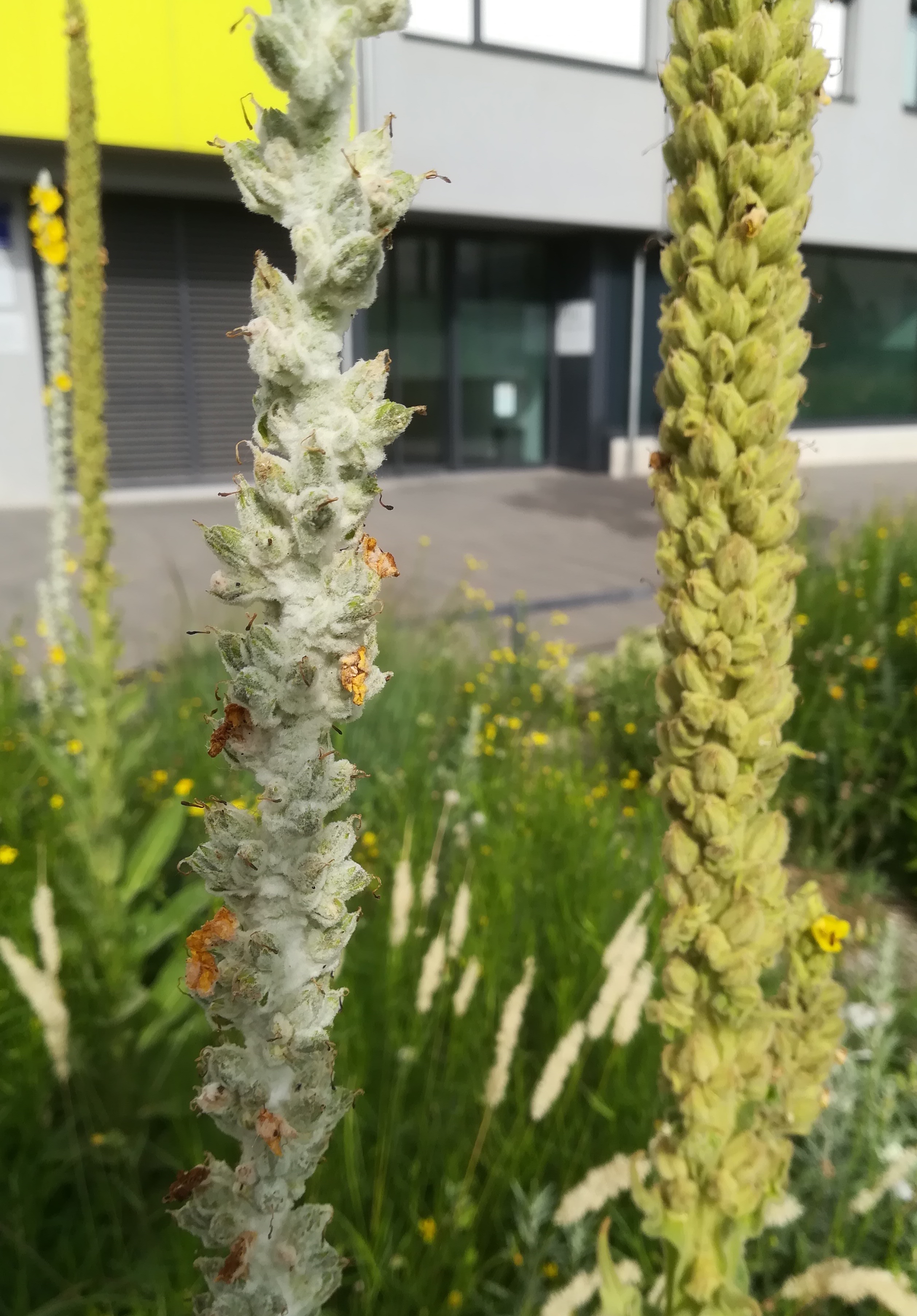 verbascum phlomoides und bombyciferum syntop sonnwendviertel_20210713_085557.jpg