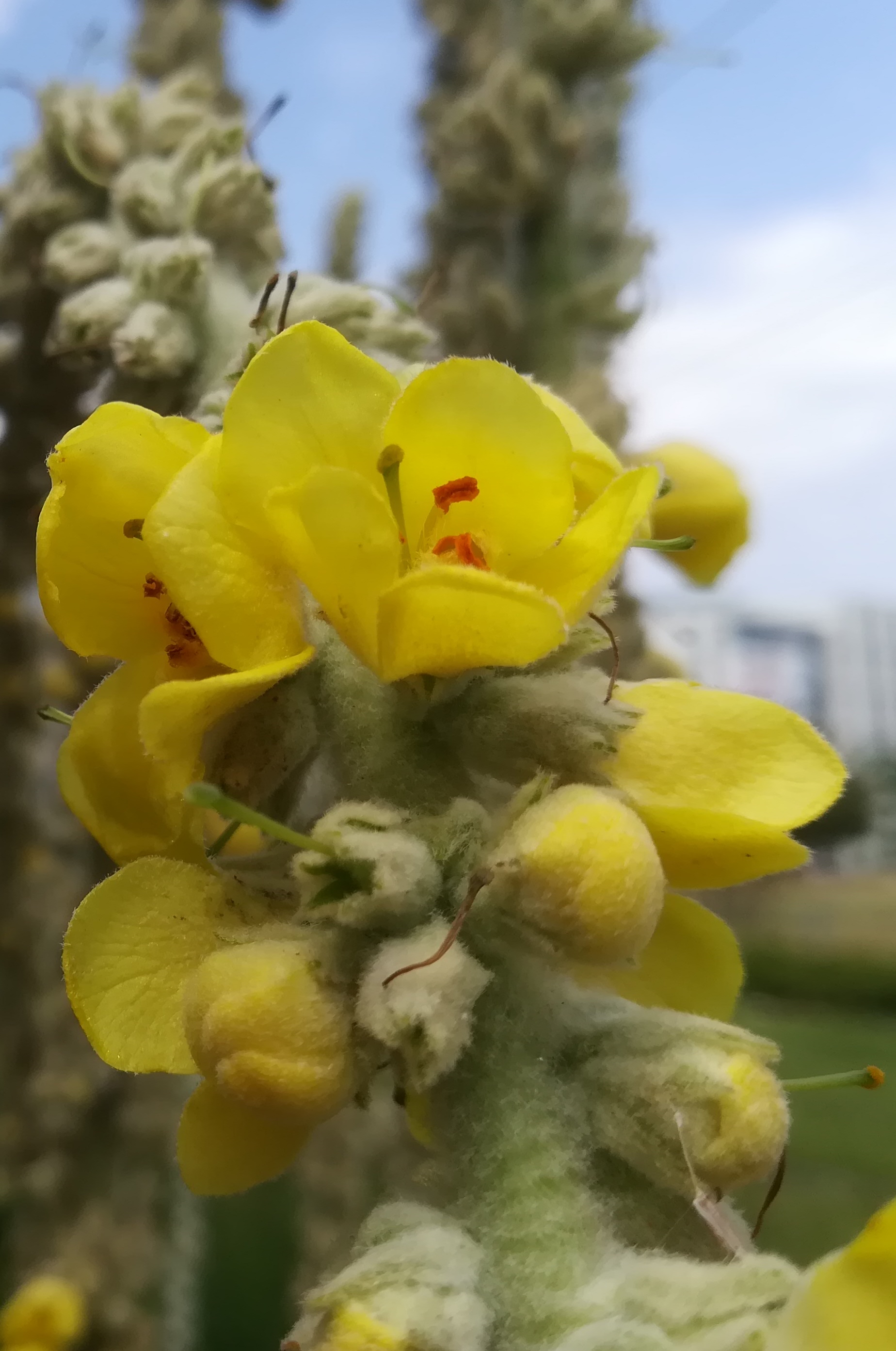 verbascum sp. sonnwendviertel_20210714_141927.jpg