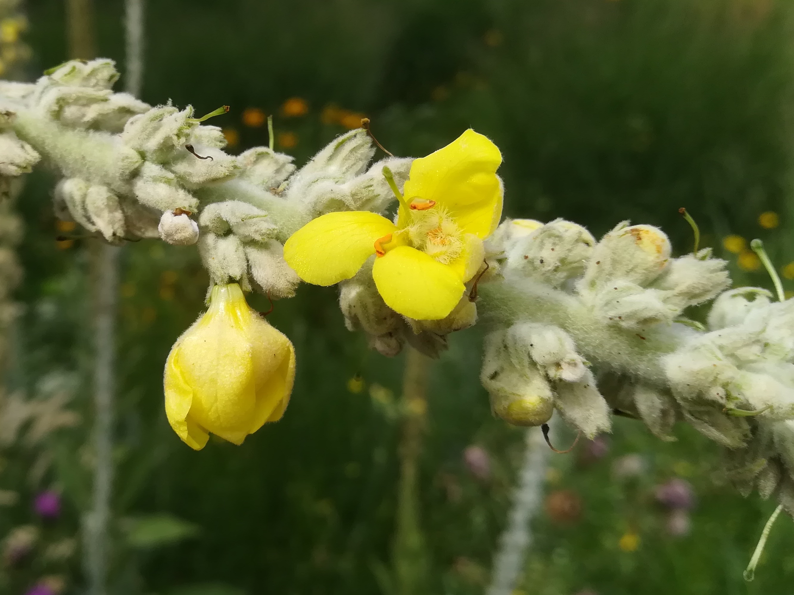 verbascum sp. sonnwendviertel_20210714_141734.jpg