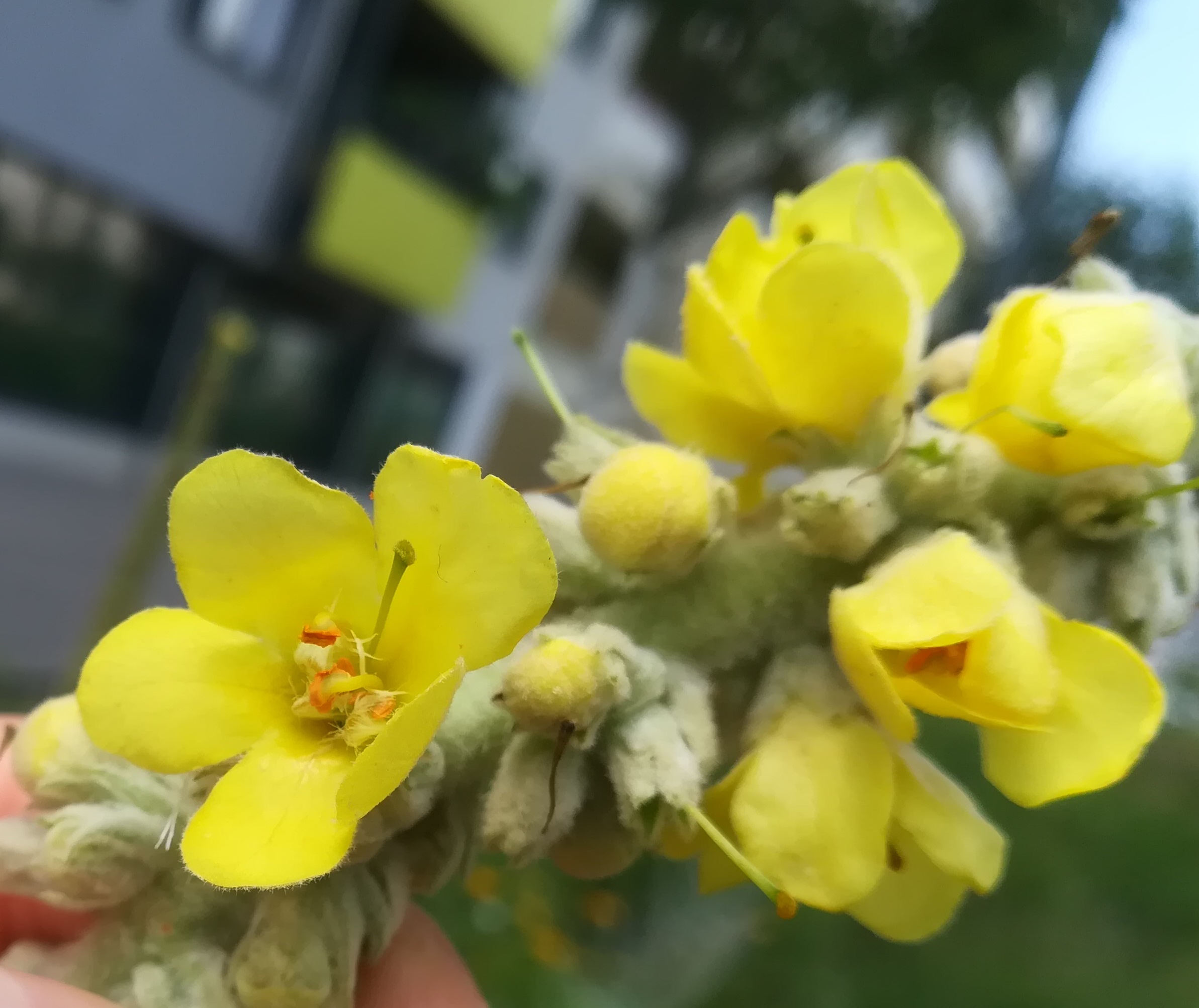 verbascum sp. sonnwendviertel_20210714_141913.jpg