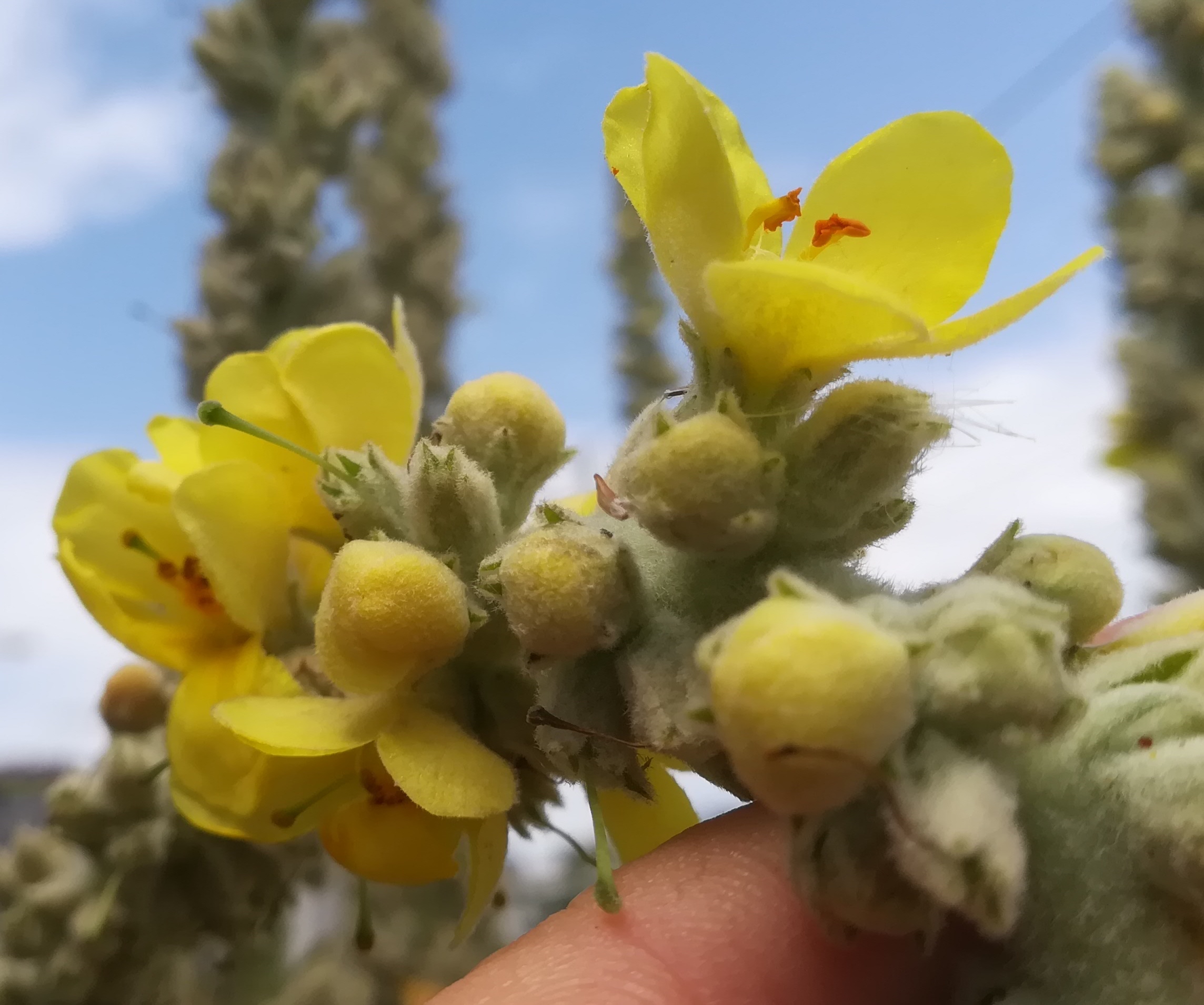 verbascum sp. sonnwendviertel_20210714_141922.jpg