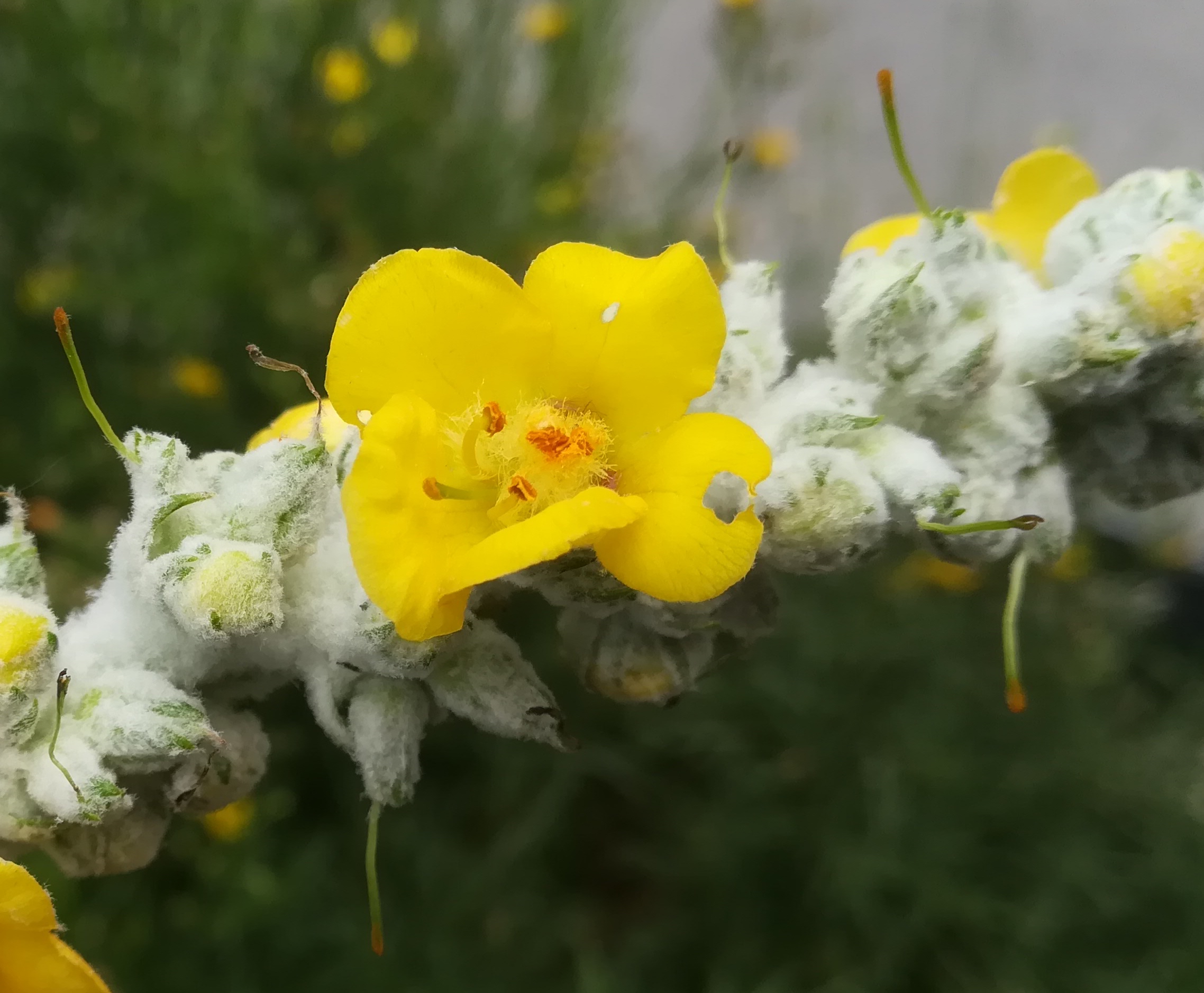 verbascum bombyciferum sonnwendviertel_20210714_142142.jpg