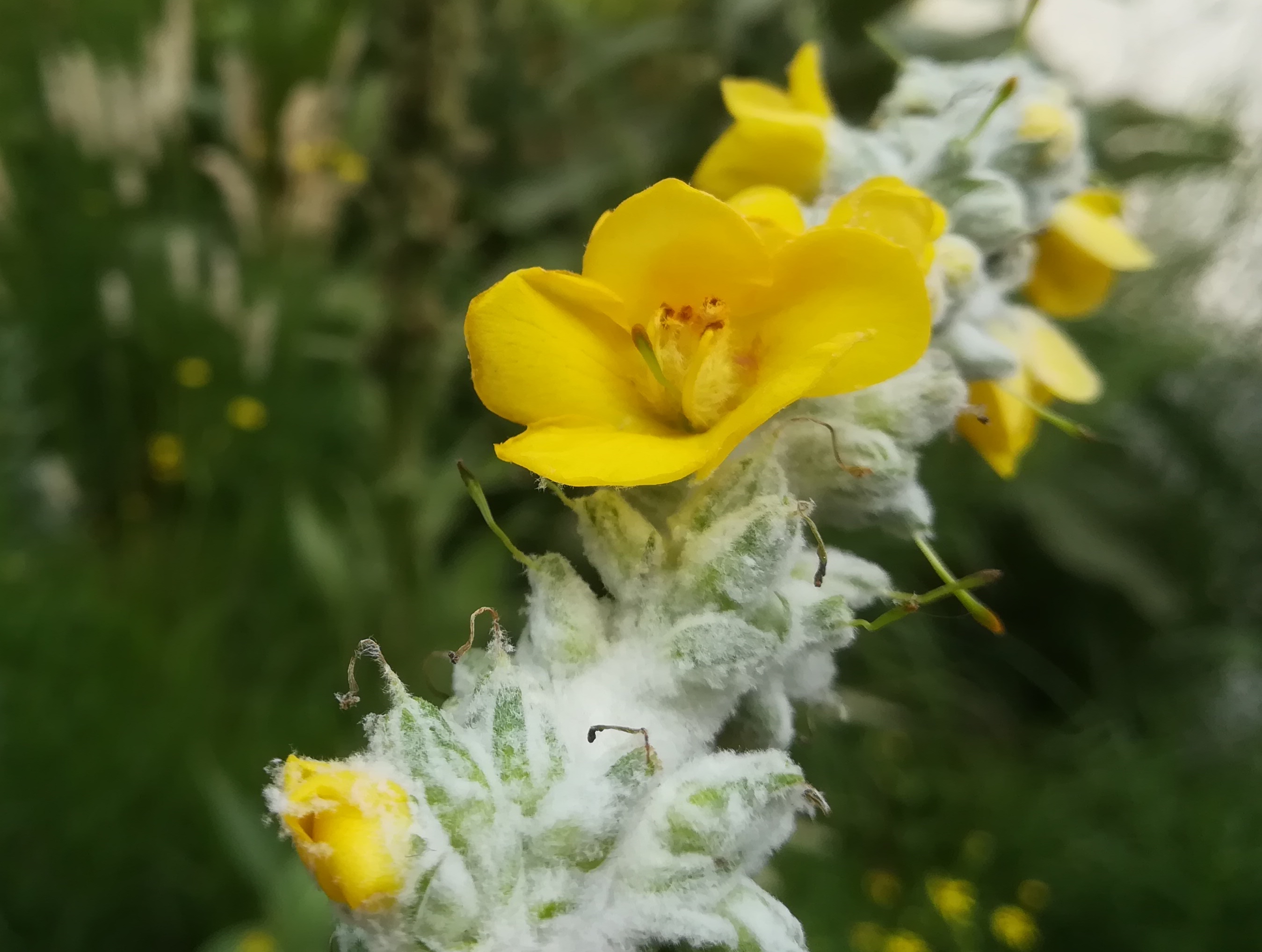 verbascum bombyciferum sonnwendviertel_20210714_142120.jpg