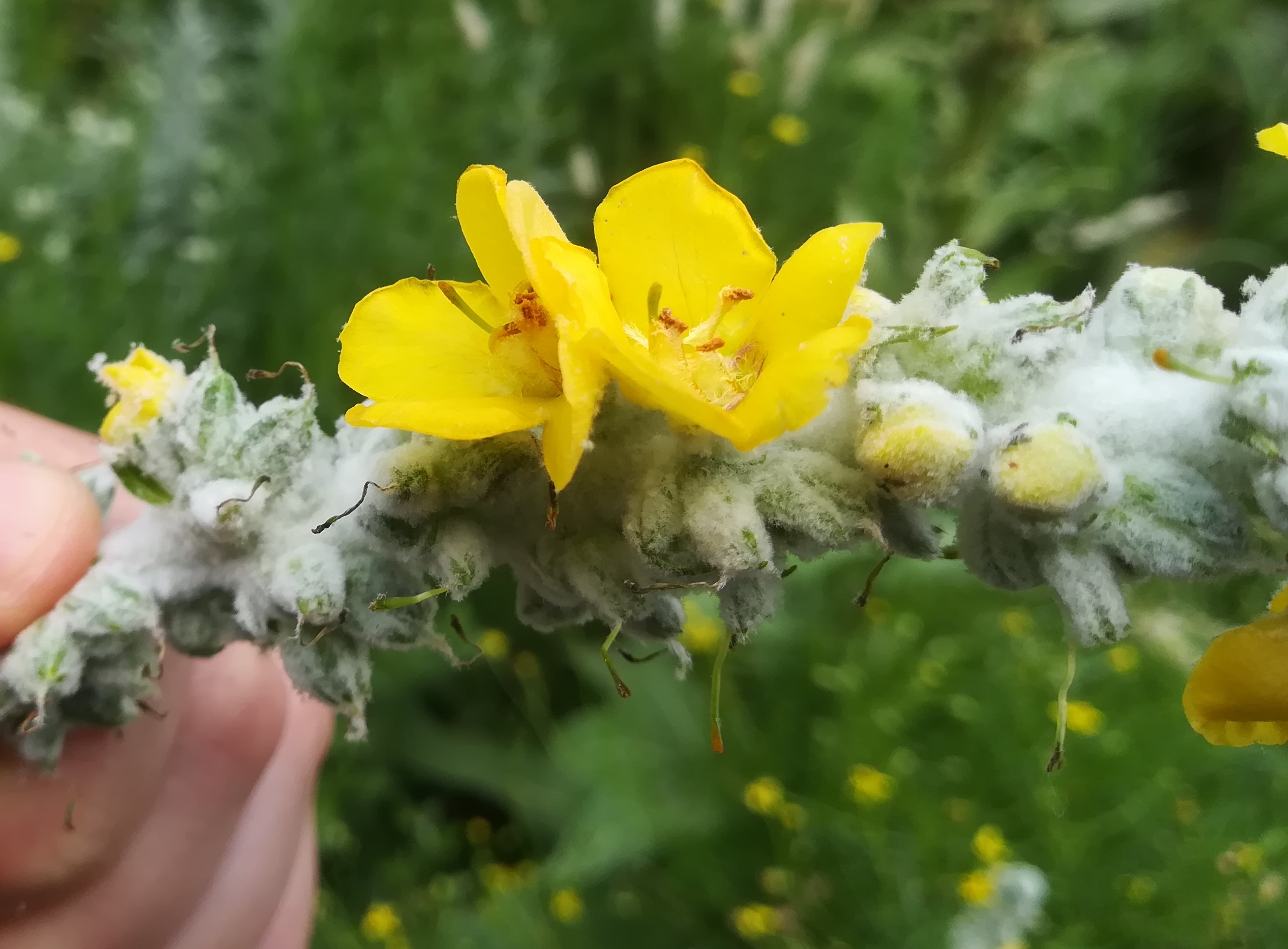 verbascum bombyciferum sonnwendviertel_20210714_142124.jpg